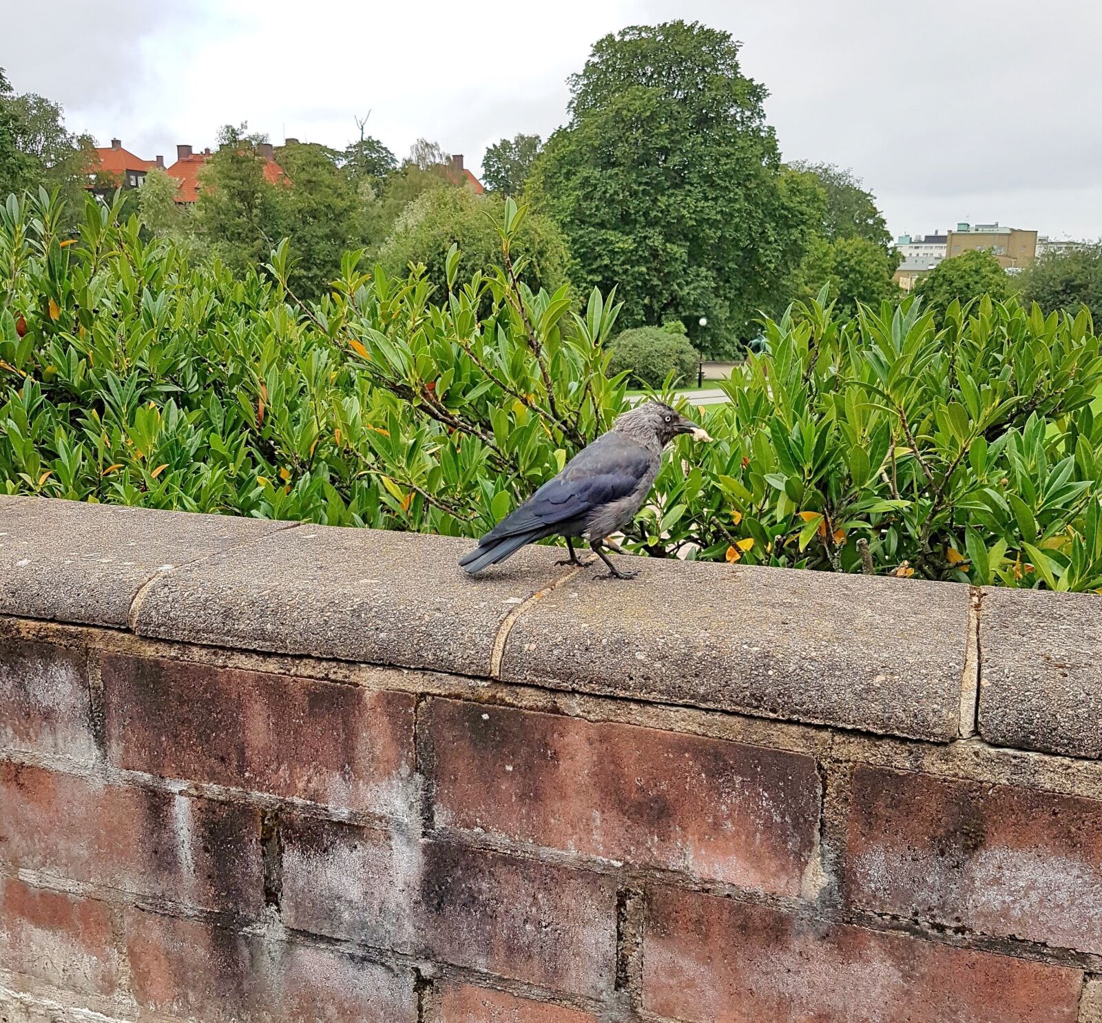 Samsung Galaxy S7 Edge sample photo. Crow, bird, member of photography