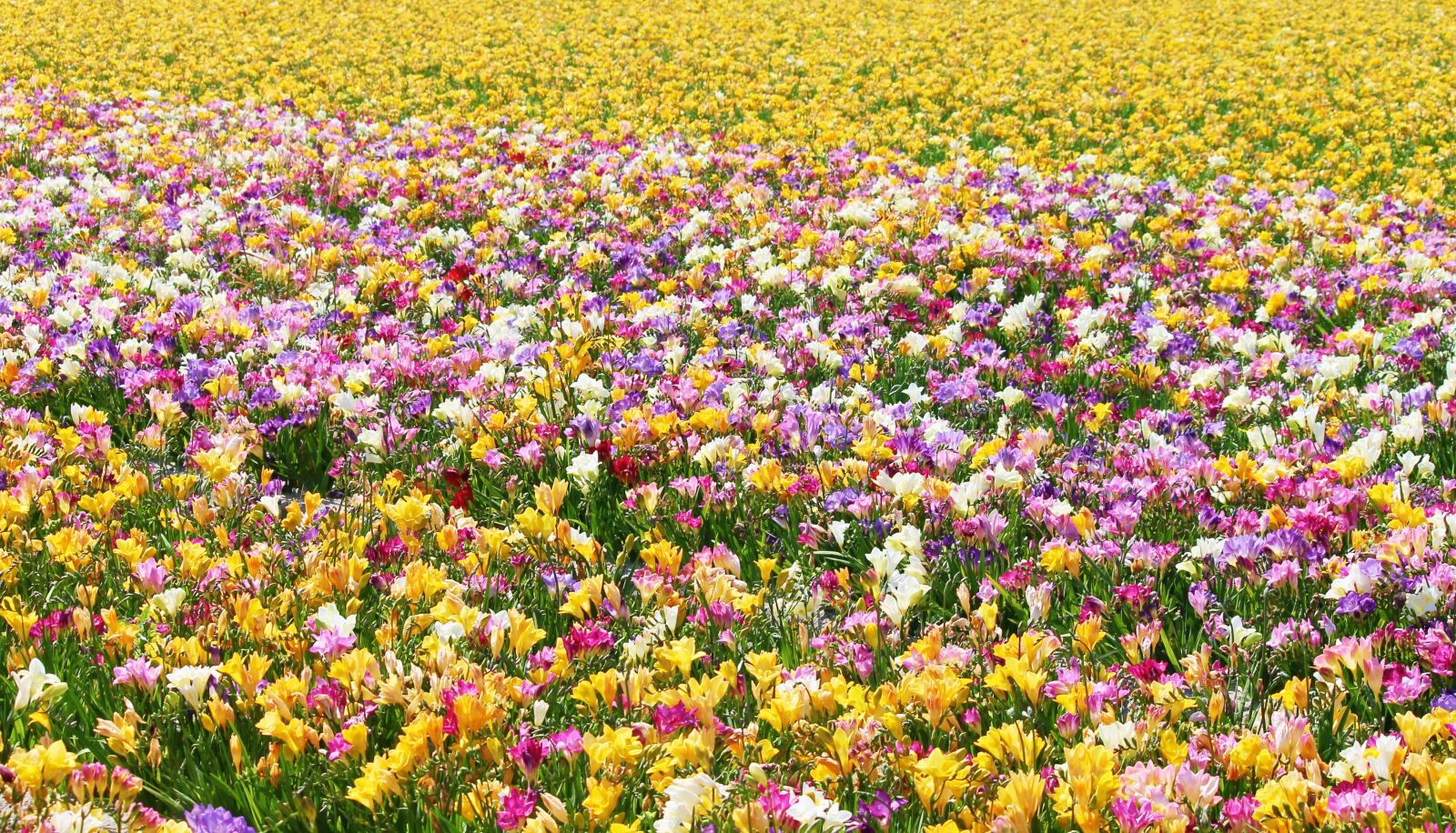 Canon EOS 1100D (EOS Rebel T3 / EOS Kiss X50) sample photo. Freesias, field of flowers photography