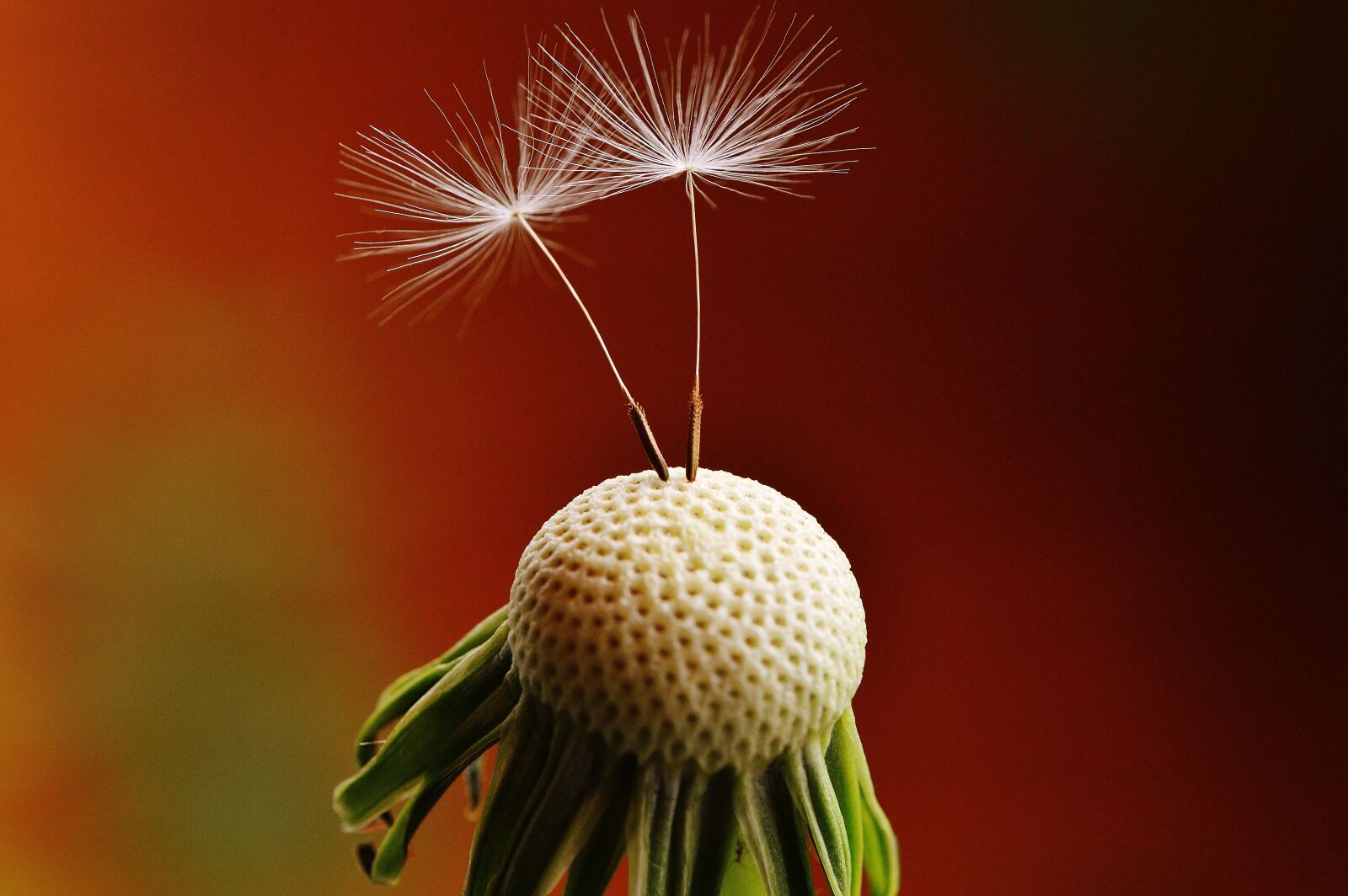 Nikon D3200 sample photo. Dandelion, plant, nature photography
