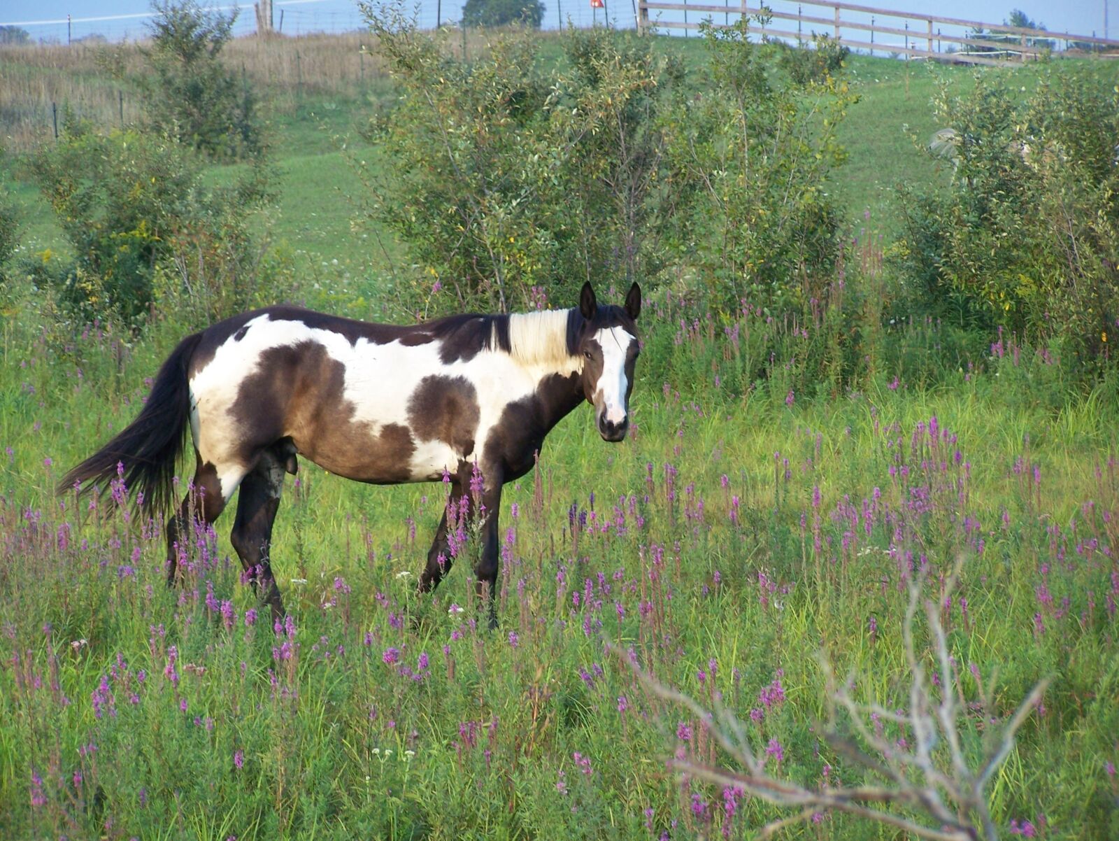 Kodak Z650 ZOOM DIGITAL CAMERA sample photo. Horse, field, animal photography