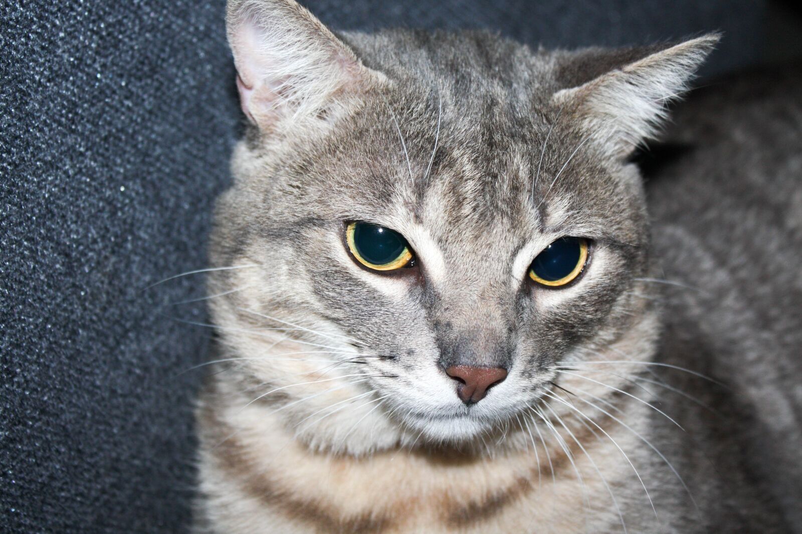 Canon EOS 450D (EOS Rebel XSi / EOS Kiss X2) sample photo. Cat, green eyes, pet photography