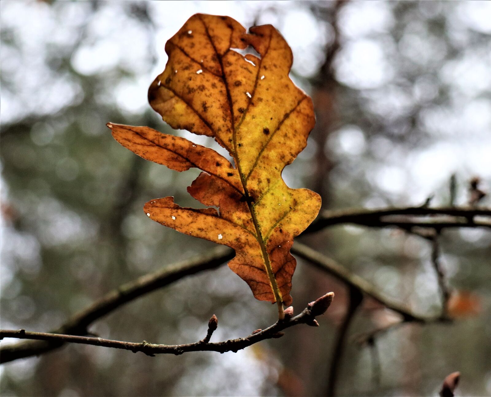 Canon EOS M6 sample photo. Oak leaf, mood, november photography