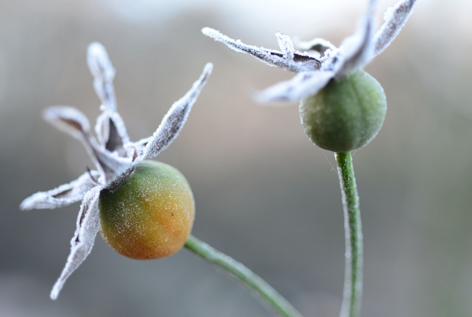 Nikon D610 sample photo. Roses, frost, ripe photography