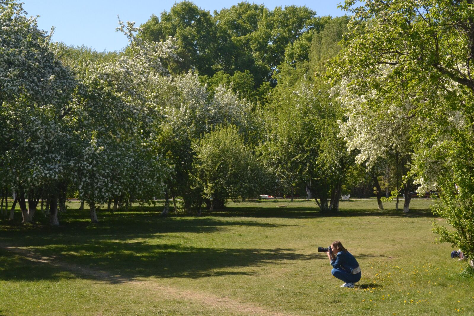 Nikon D3100 sample photo. Spring, city, blooming garden photography