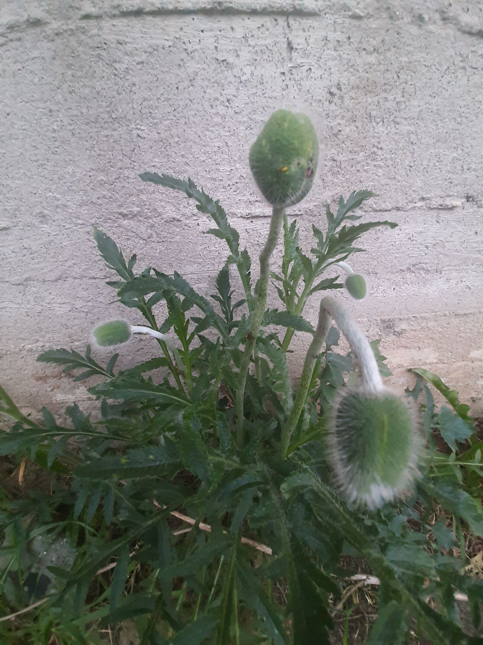 Samsung Galaxy A50 sample photo. Poppies, donuts, lake dusia photography