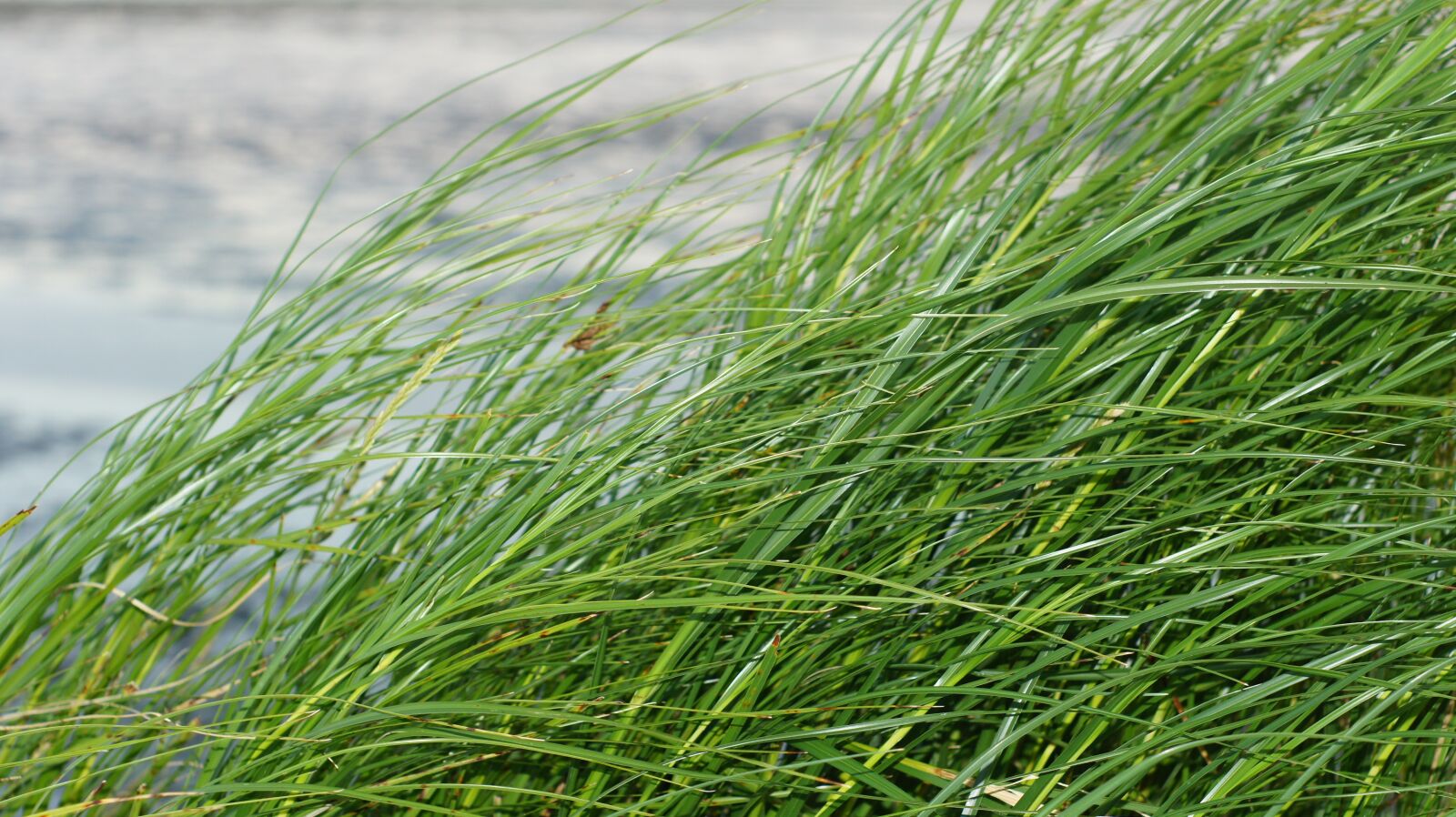 Sony Alpha DSLR-A550 sample photo. Grass, watts, north sea photography