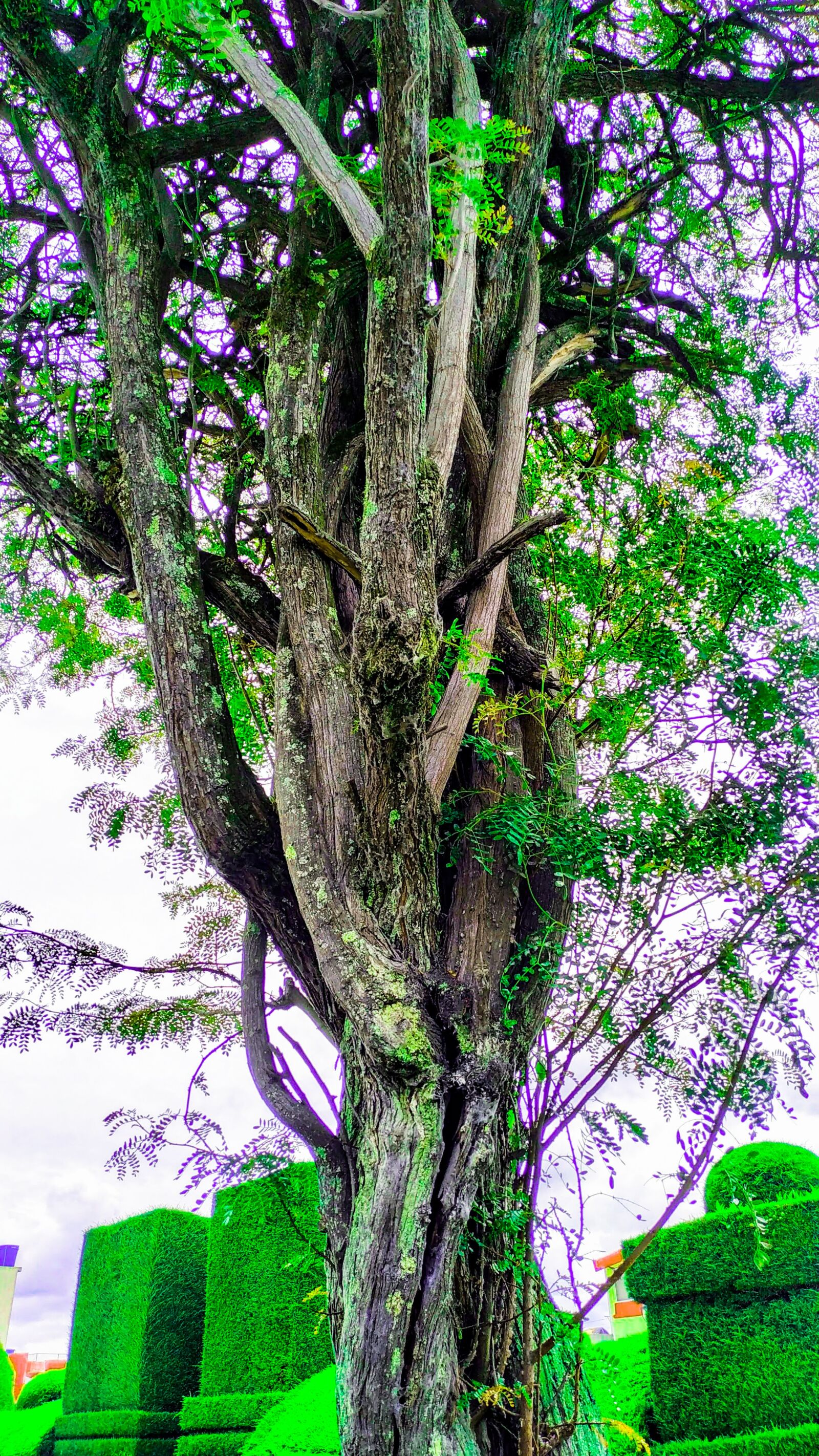 Xiaomi MI 8 Lite sample photo. árbol, naturaleza, color photography