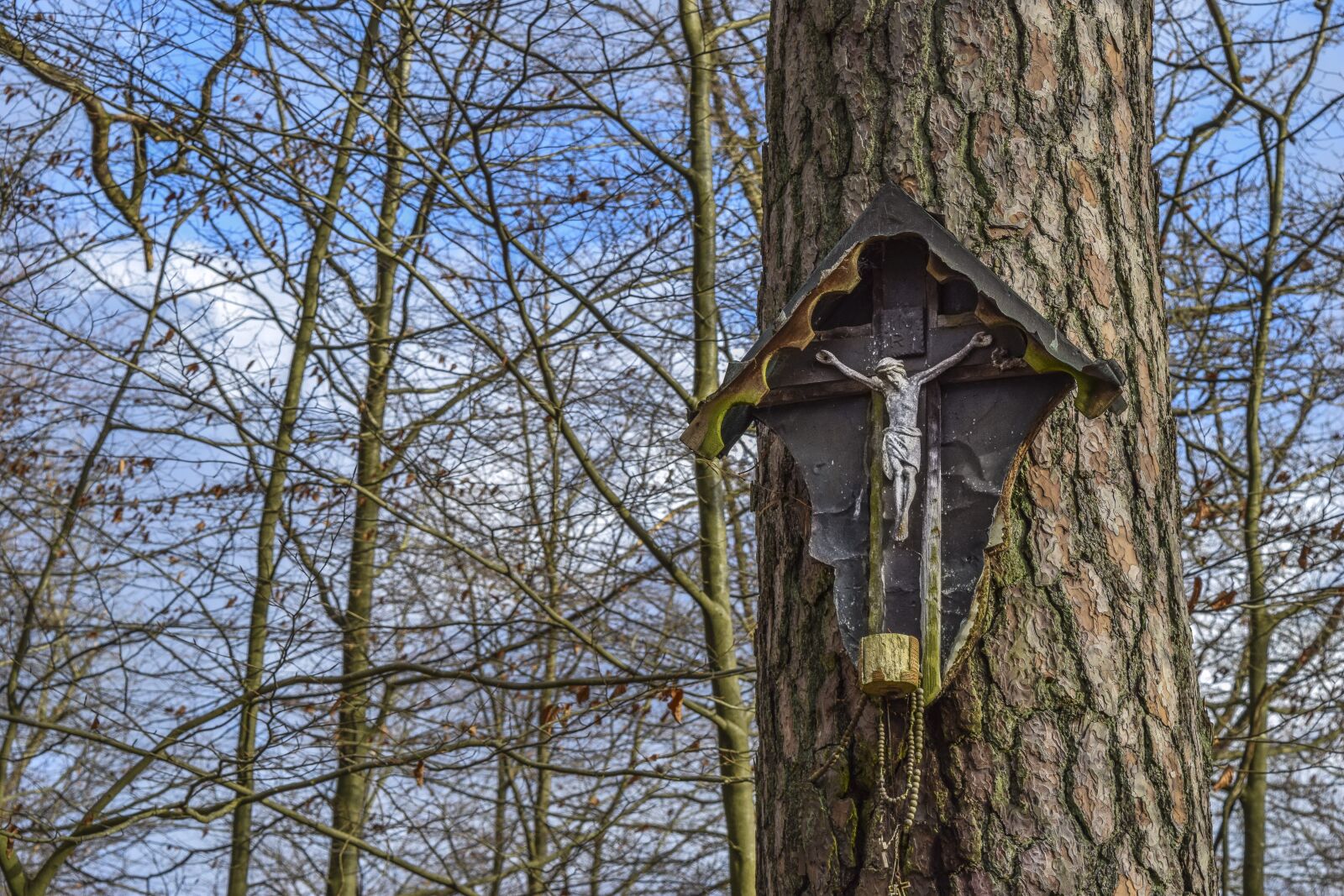 Nikon D3300 sample photo. Forest, tree, nature photography