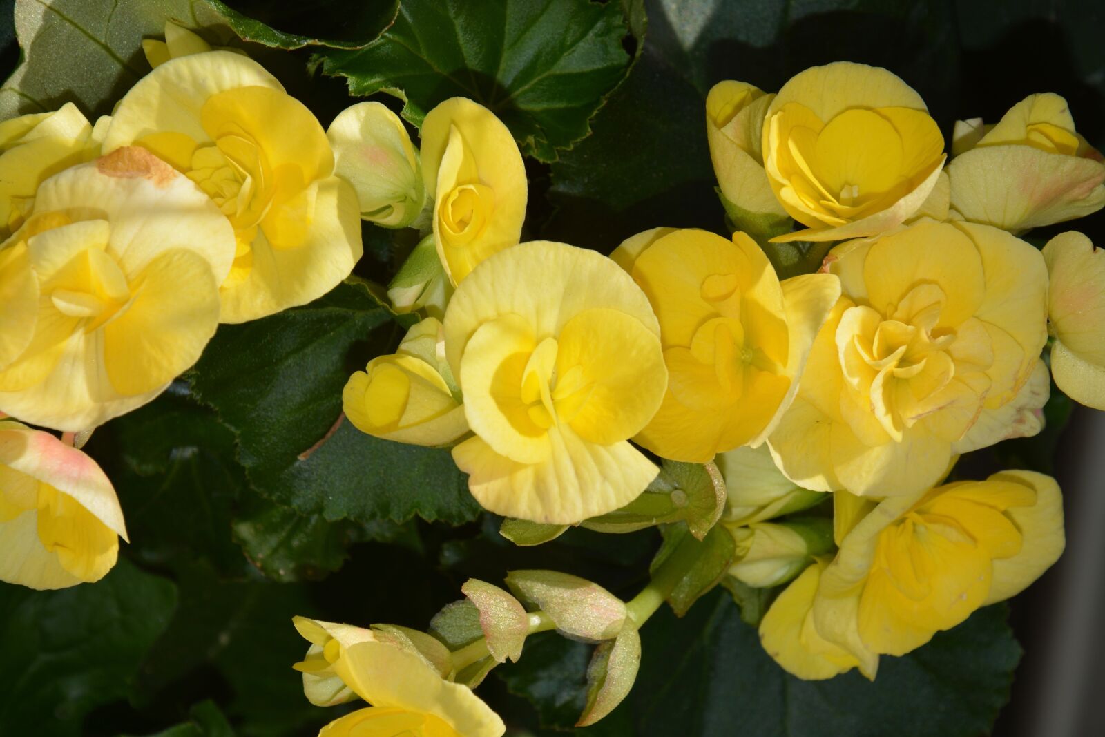 Nikon D5200 sample photo. Yellow flowers, jardiniere, nature photography