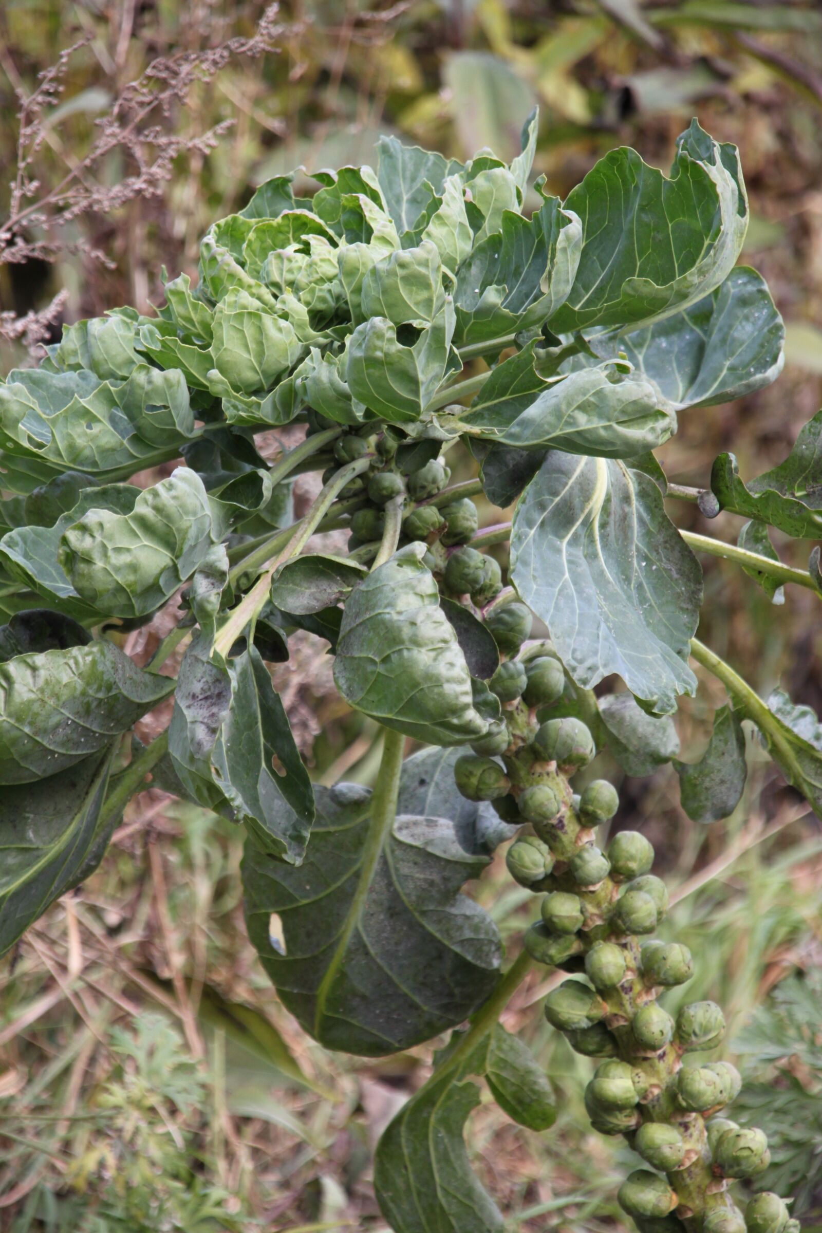 Canon EOS 500D (EOS Rebel T1i / EOS Kiss X3) sample photo. Brussels sprouts, vegetables, autumn photography