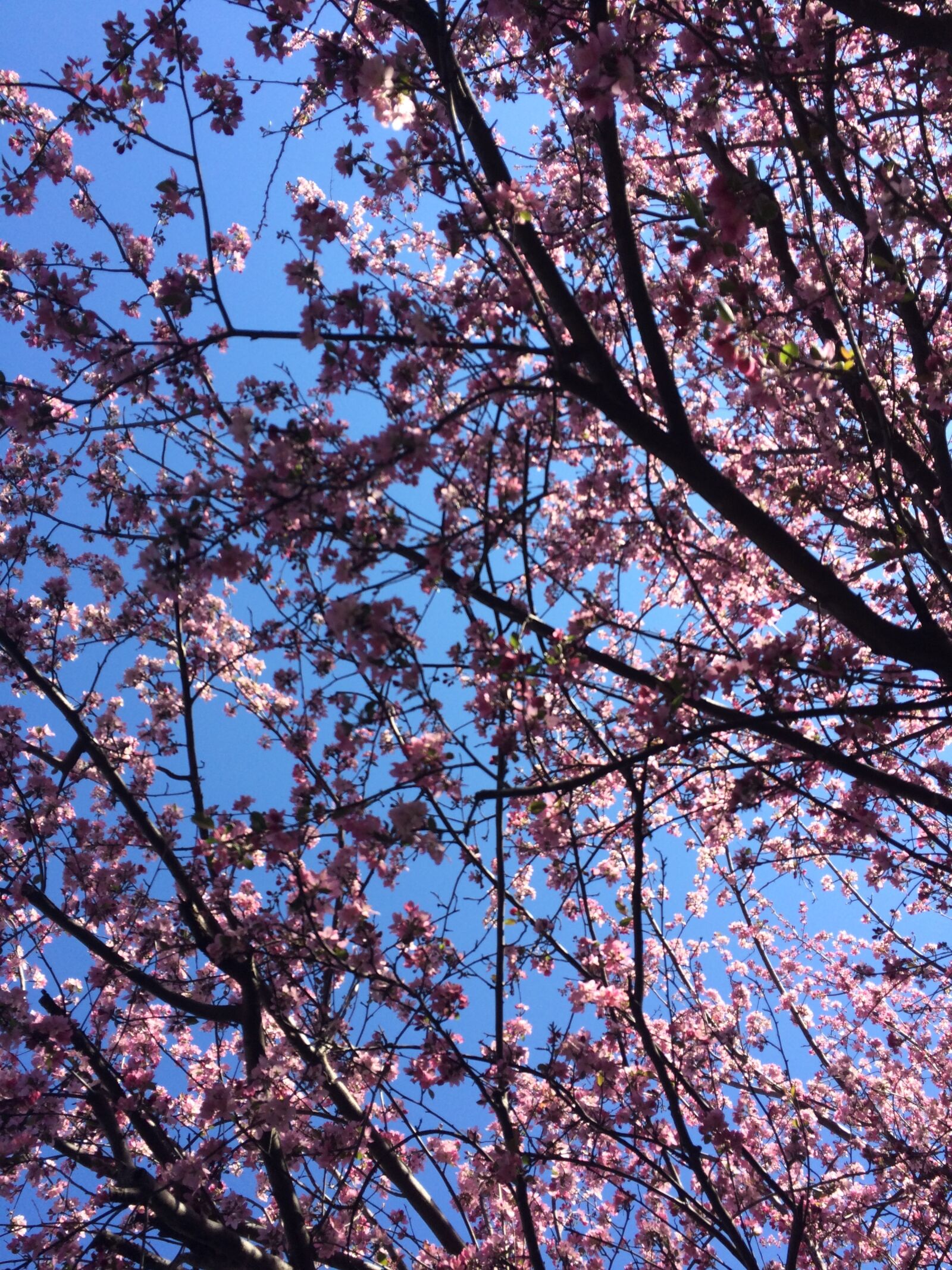 iPhone 5s back camera 4.15mm f/2.2 sample photo. Beautiful, flowers, branches, cherry photography