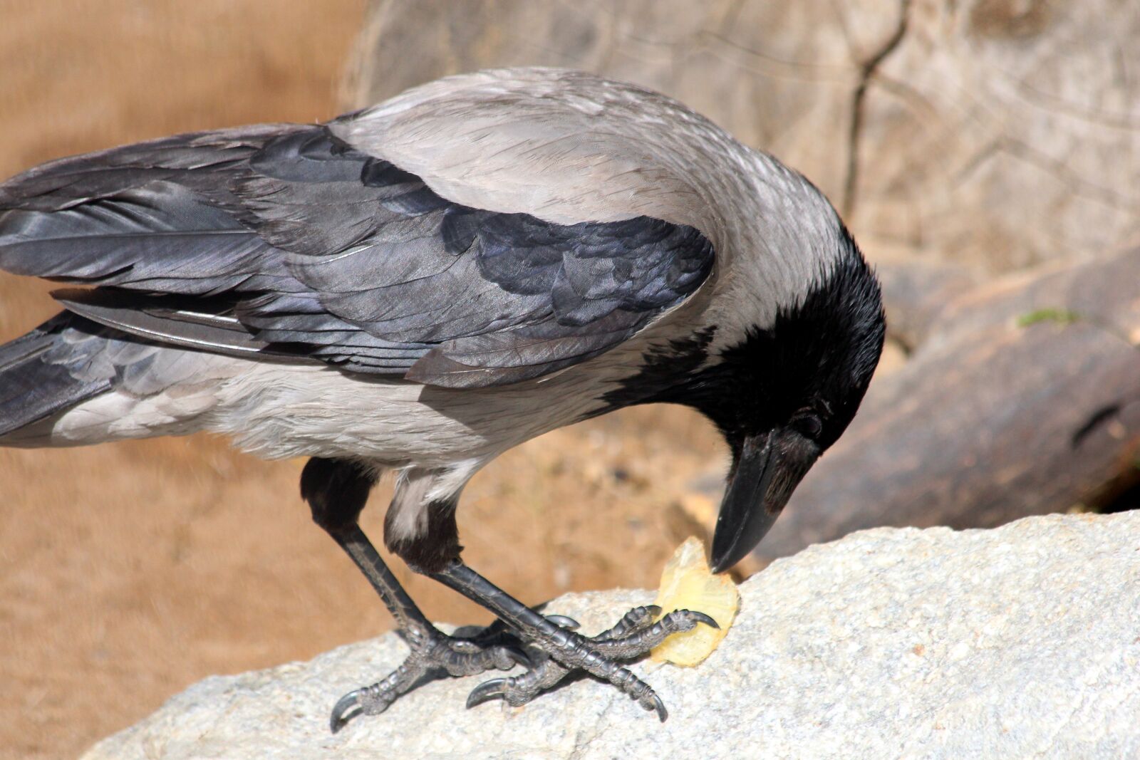 Canon EOS 650D (EOS Rebel T4i / EOS Kiss X6i) sample photo. Crow, hoodie, bird photography