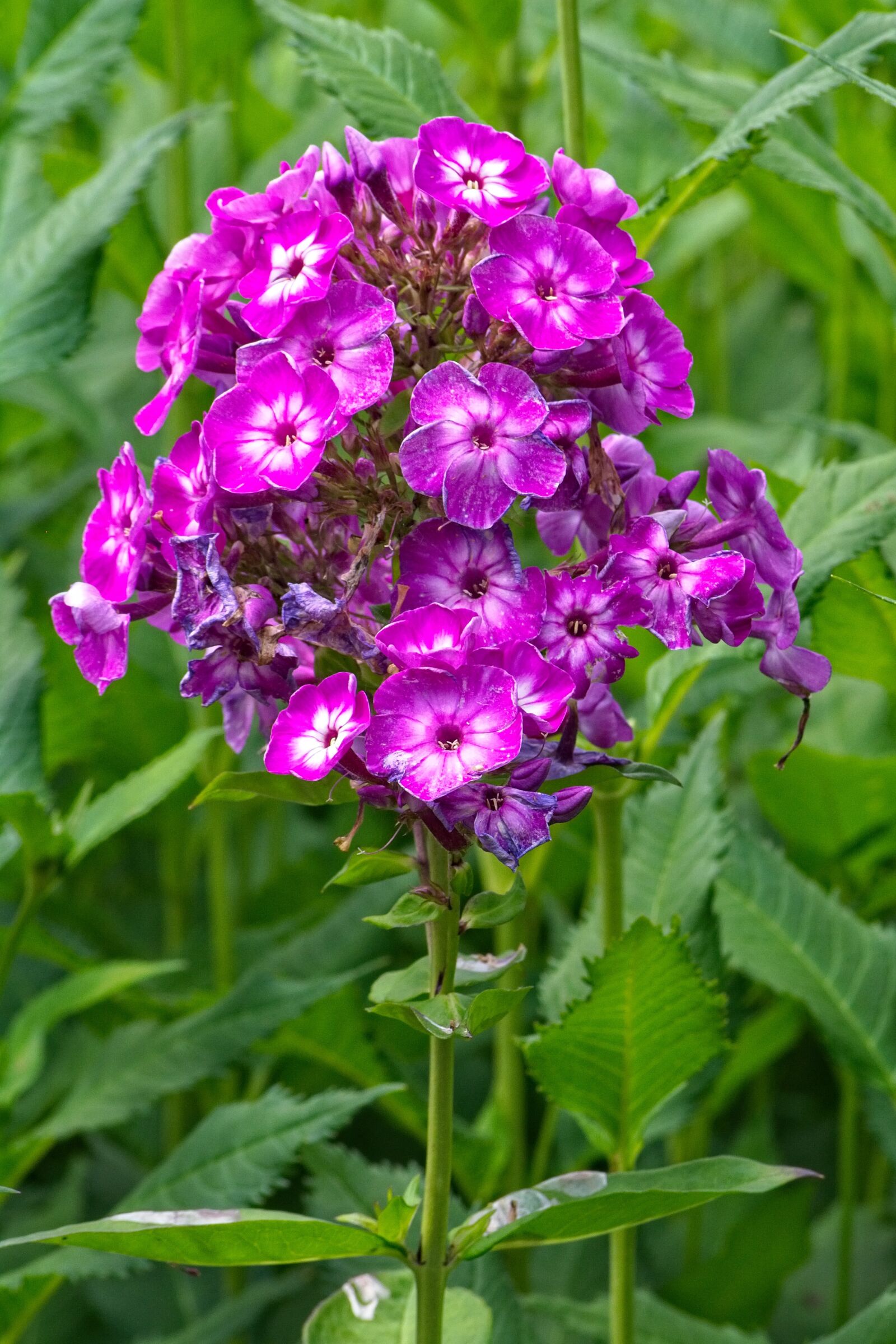 Nikon D7100 sample photo. Phlox, flame flowers, lock-up photography