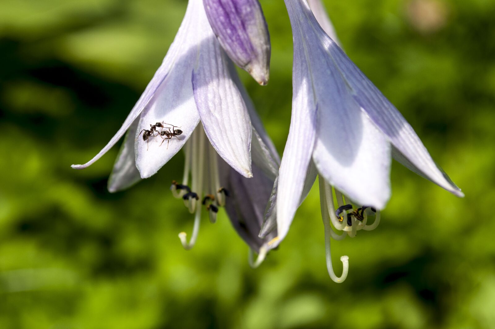 Nikon D5000 sample photo. Flower, summer, nature photography