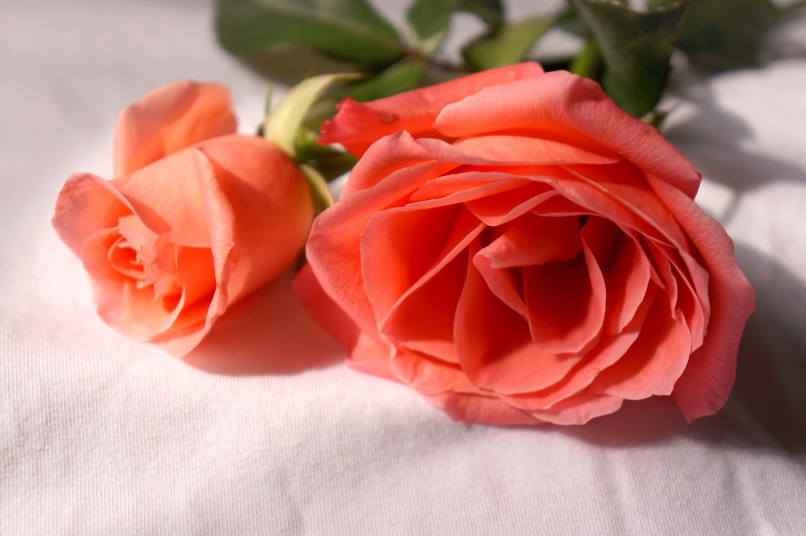Sony Alpha NEX-F3 + Sony E 18-55mm F3.5-5.6 OSS sample photo. Natural, roses, love photography