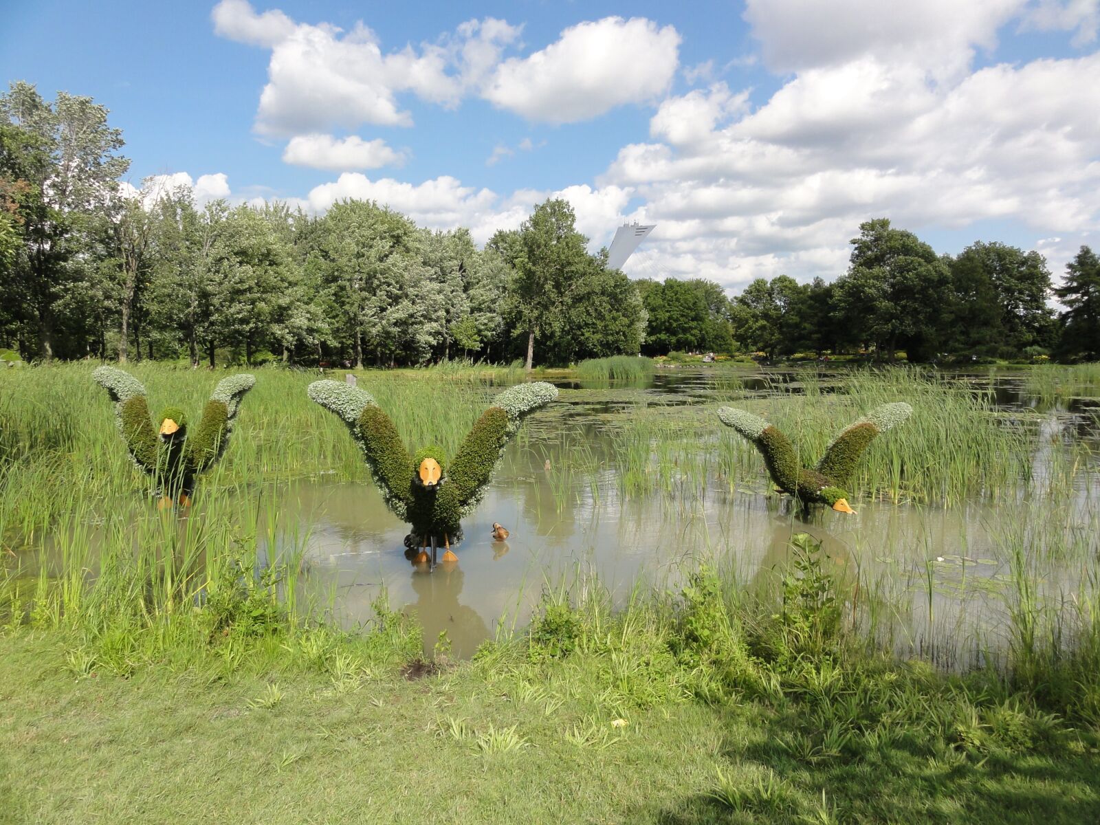 Sony DSC-HX5V sample photo. Mosaiculture montreal, plants, duck photography