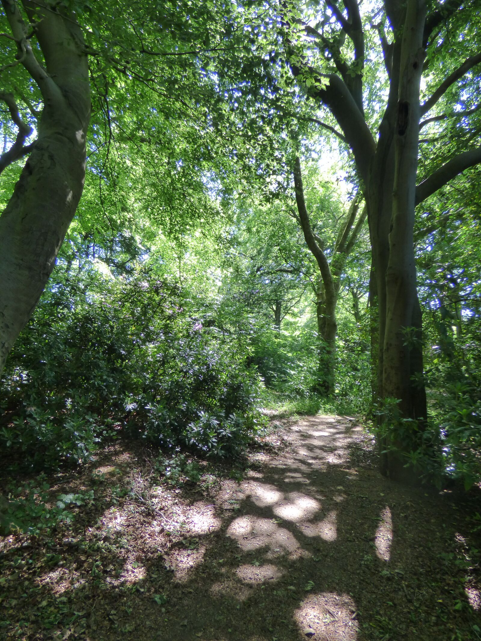 Panasonic DMC-FZ72 sample photo. Woodland path, trees, woods photography