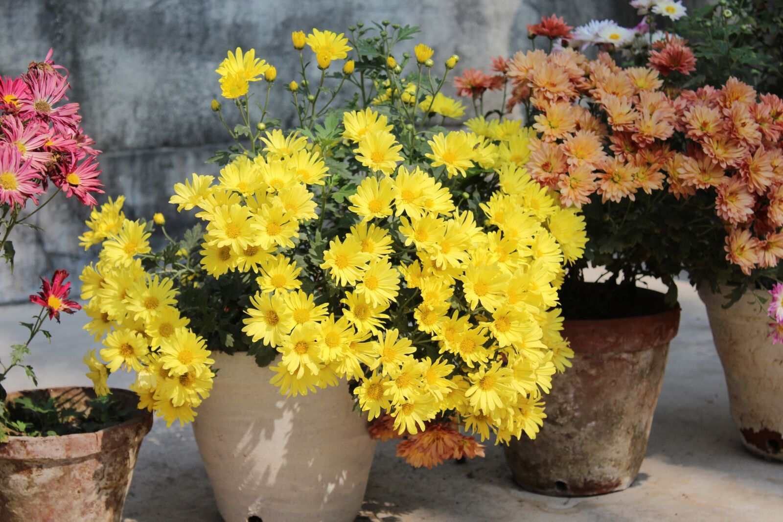 Canon EOS 1300D (EOS Rebel T6 / EOS Kiss X80) sample photo. Flower, nature, flora photography