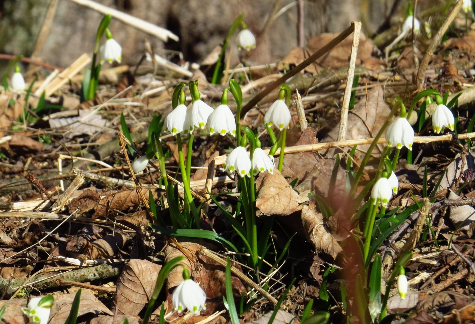 Canon PowerShot SX50 HS sample photo. Snowflake, flowers, spring photography