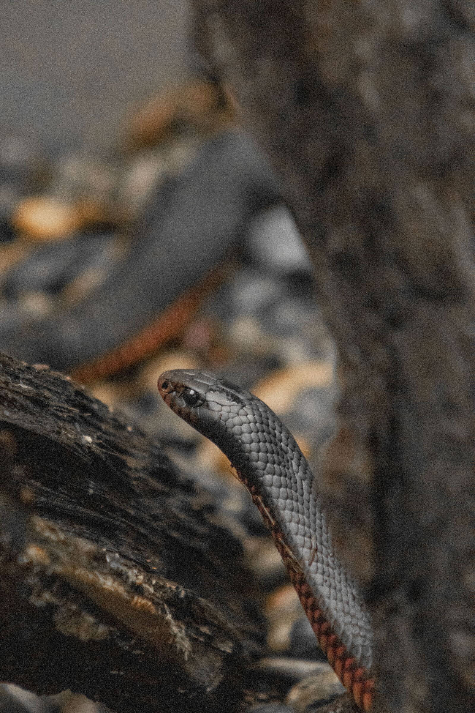 Canon EOS 800D (EOS Rebel T7i / EOS Kiss X9i) sample photo. Snake, red, red belly photography