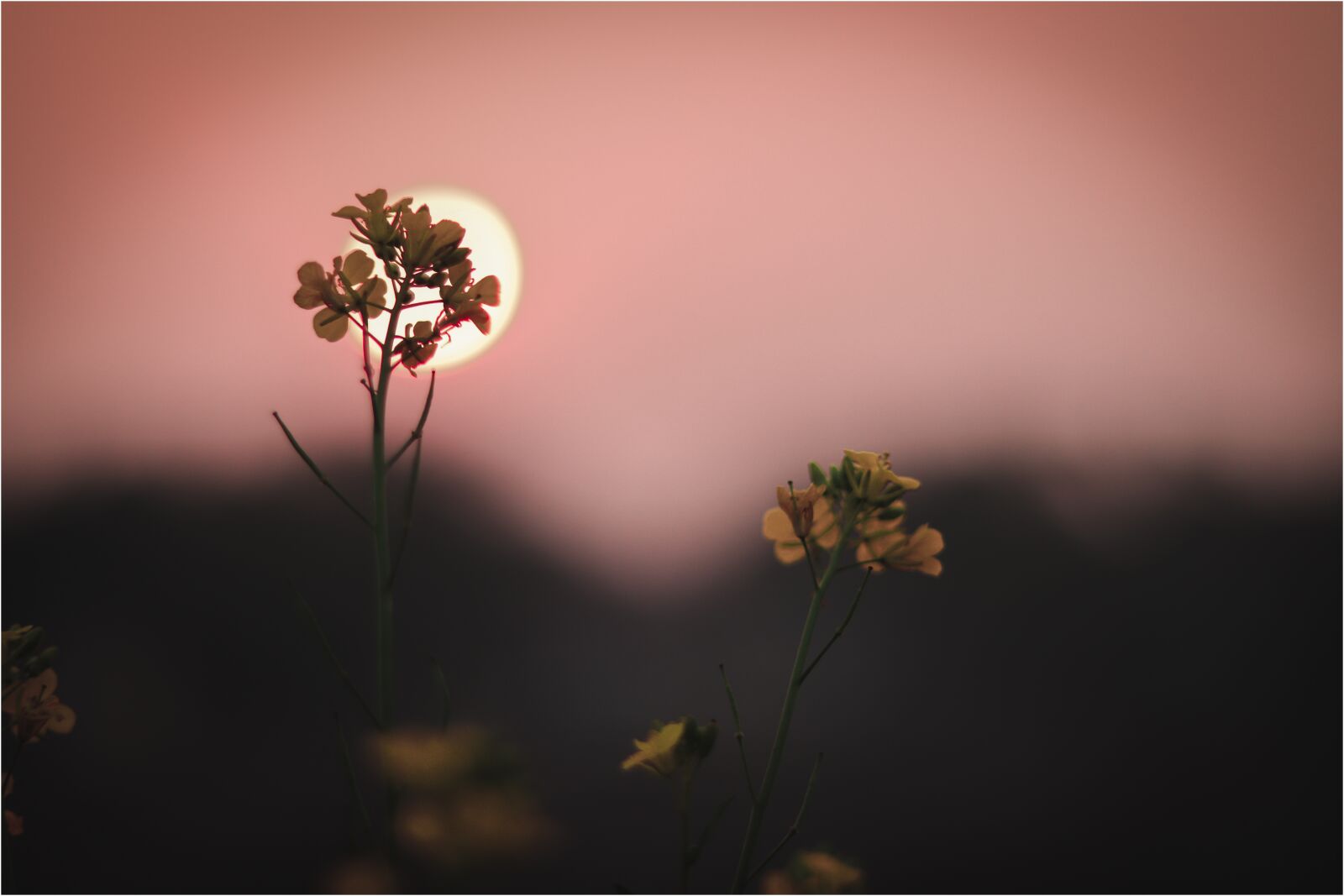 Canon EOS 77D (EOS 9000D / EOS 770D) + Canon EF 50mm F1.8 STM sample photo. Flower, landscape, nature photography