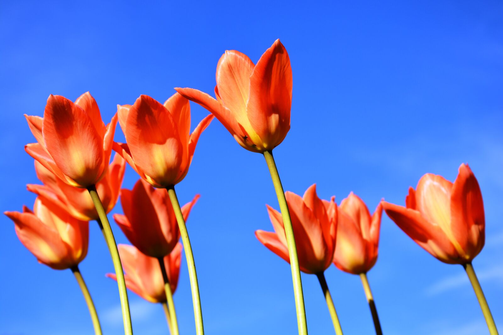 Nikon D7100 sample photo. Tulips, apricot-coloured, sky photography