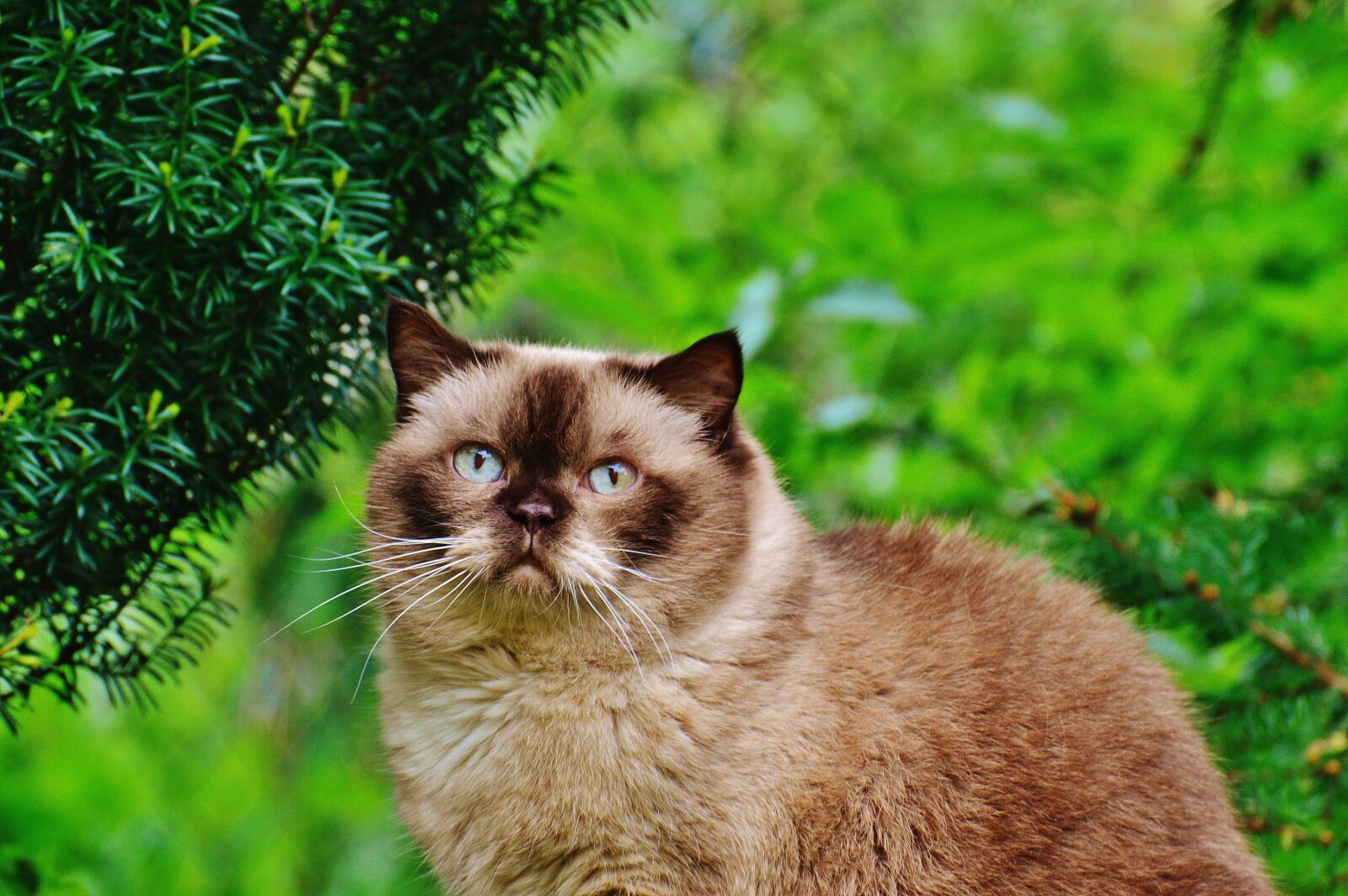 Nikon D3200 sample photo. Cat, british shorthair, mieze photography