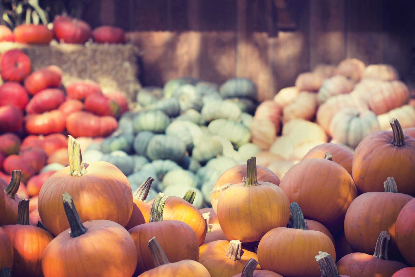 Nikon D600 sample photo. Pumpkins, agriculture, farming, food photography
