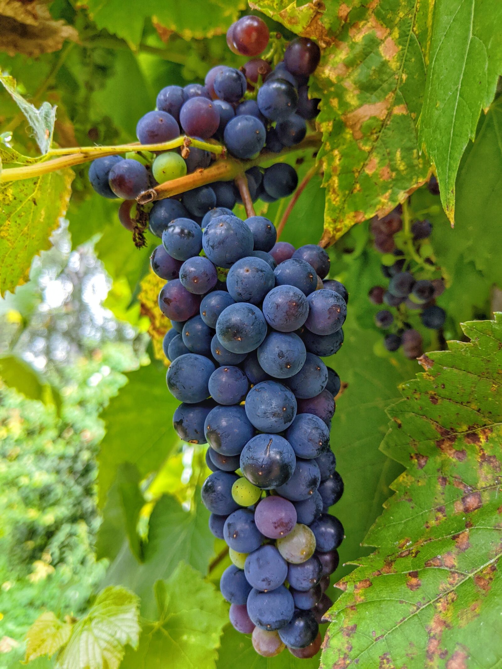 Google Pixel 2 XL sample photo. Grapes, wine, vines photography