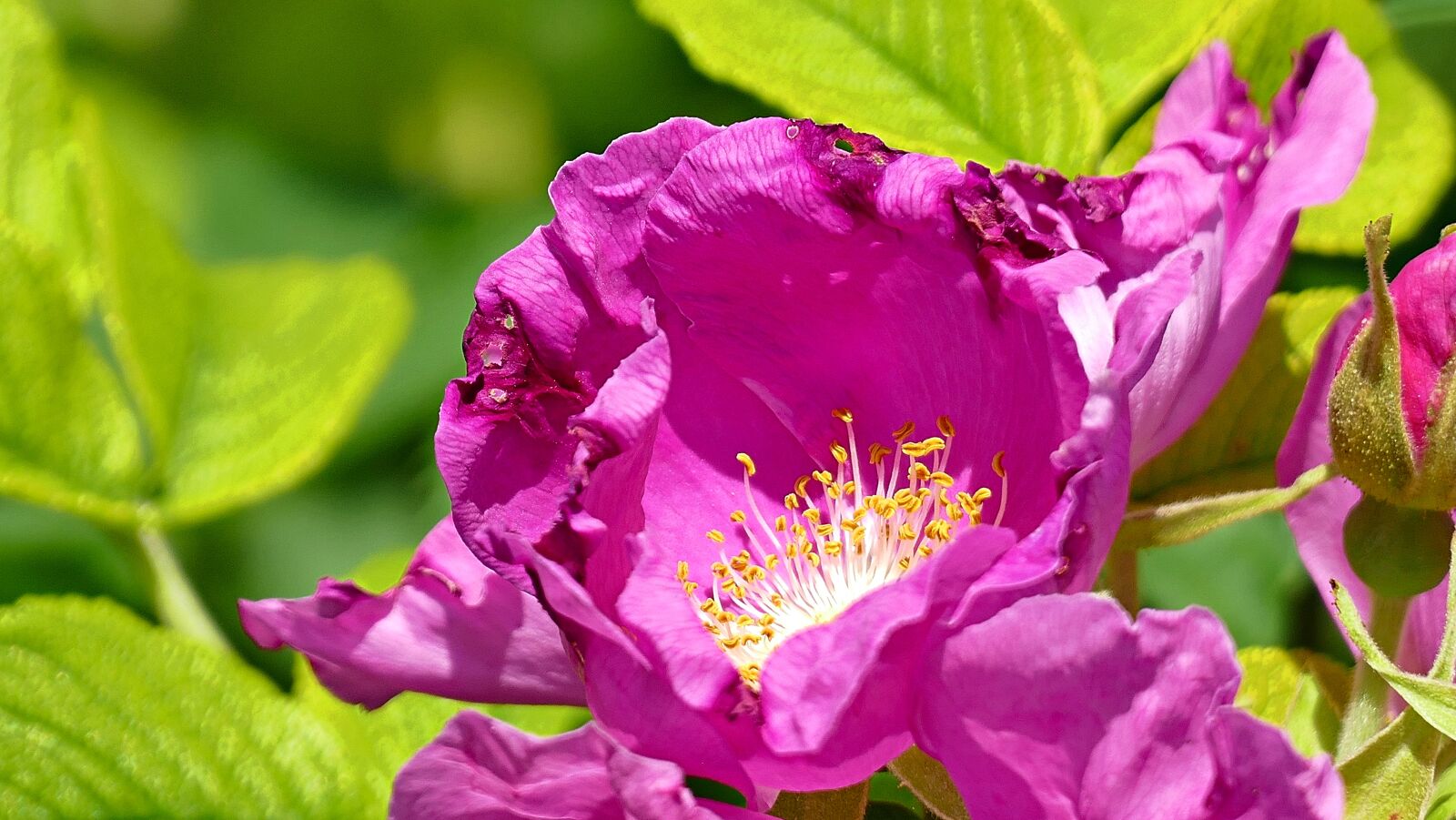 Panasonic Lumix DMC-FZ1000 sample photo. Wild rose, flower, summer photography