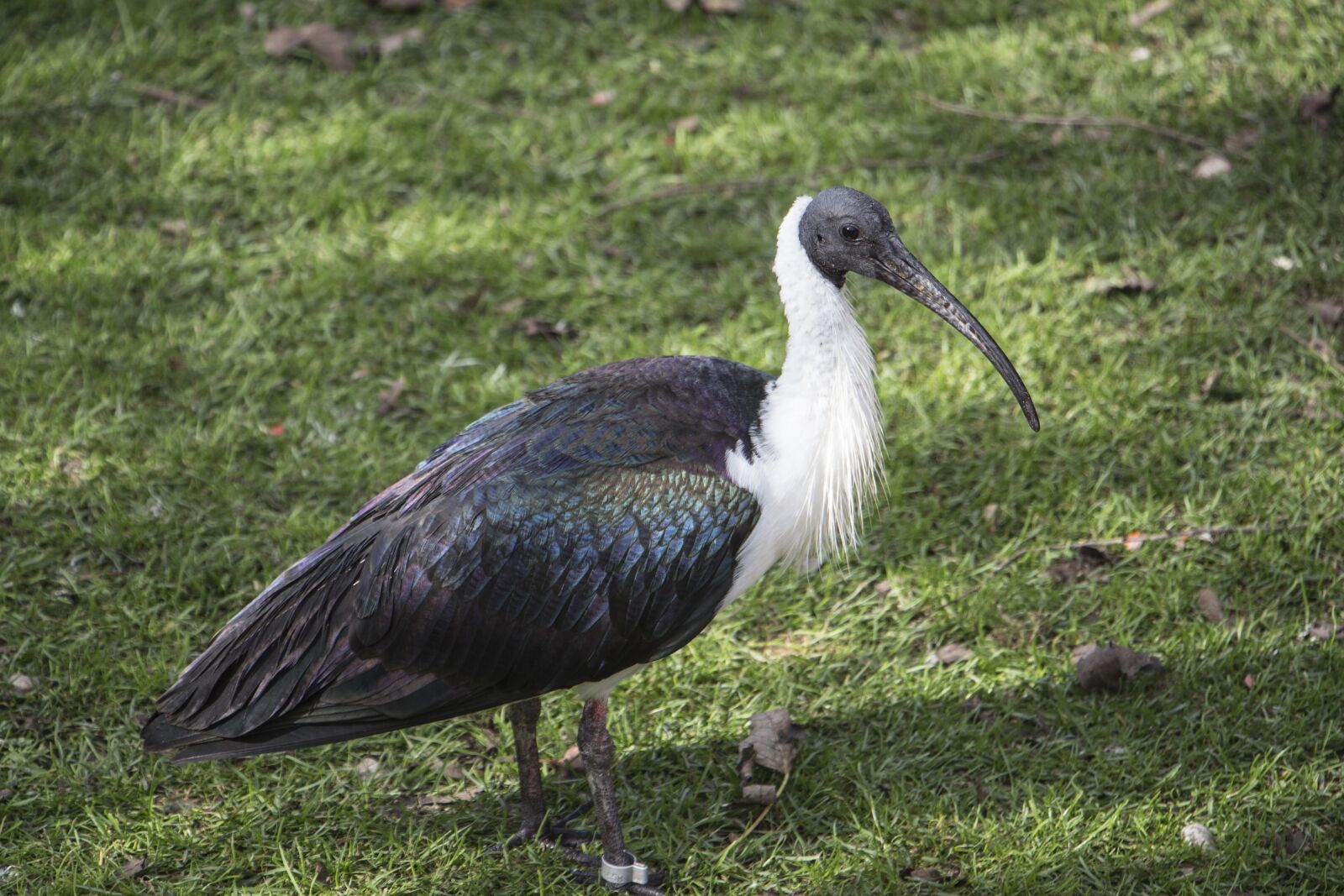 Canon EOS 700D (EOS Rebel T5i / EOS Kiss X7i) sample photo. Ibis, gray, long beak photography