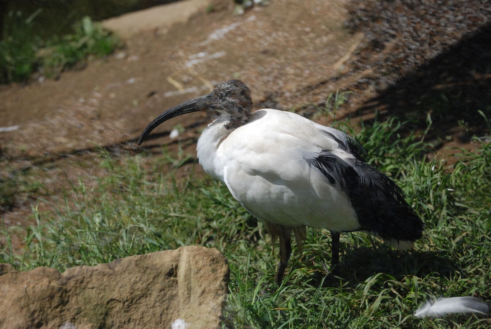 Nikon D80 sample photo. Ibis, bird, wader photography