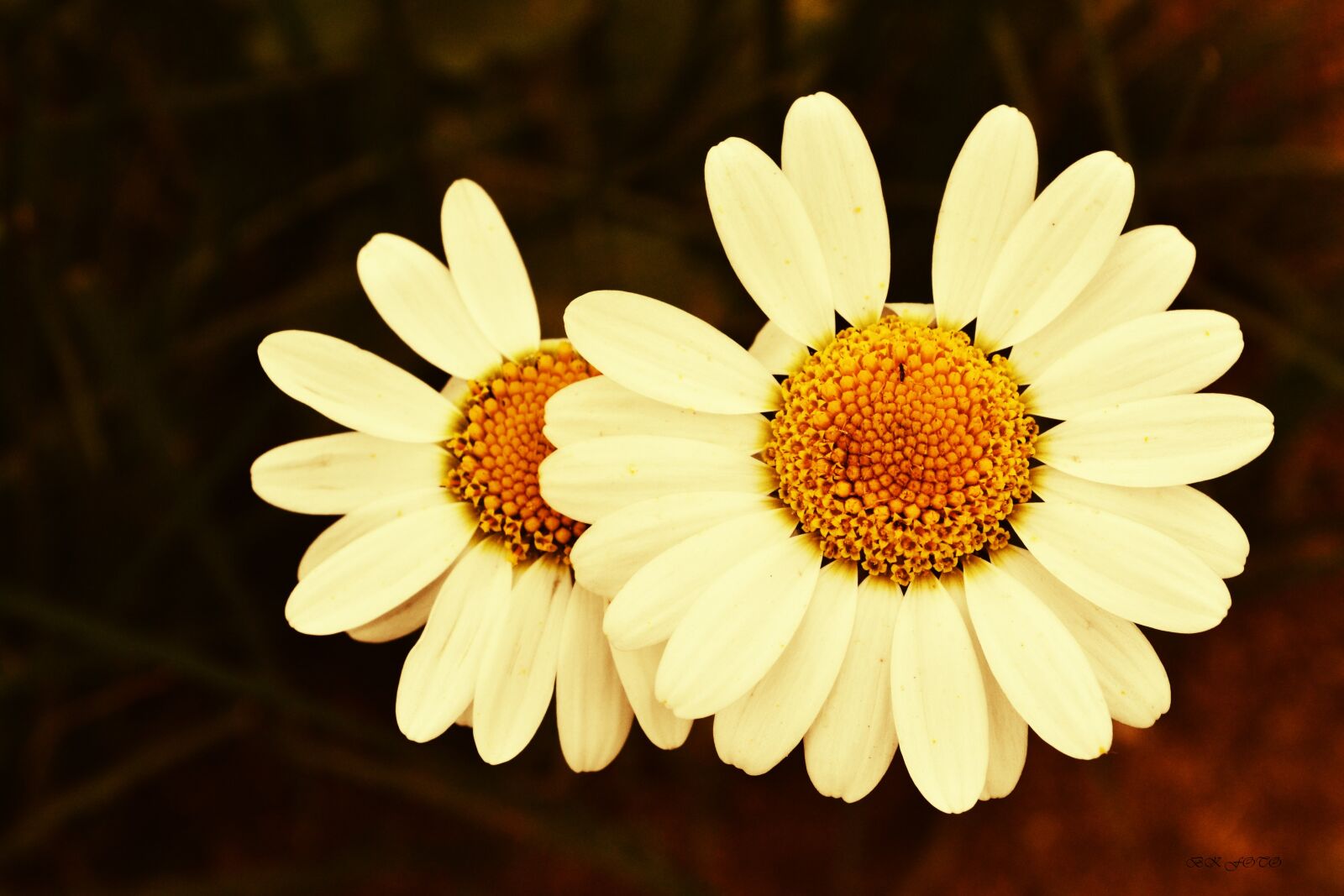 Nikon D3100 sample photo. Slap, çamlıbel, daisy photography