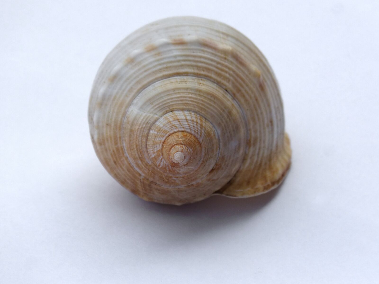 Panasonic DMC-FZ62 sample photo. Spiral, exoskeleton, shell photography