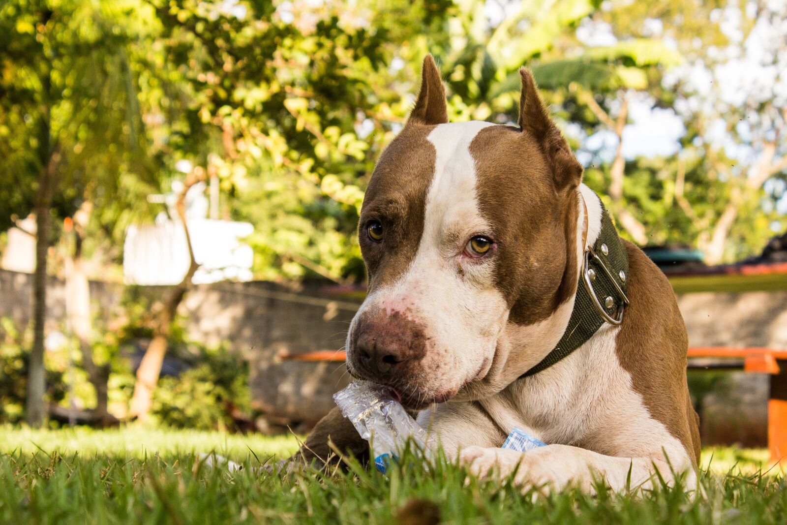 Canon EOS 1200D (EOS Rebel T5 / EOS Kiss X70 / EOS Hi) sample photo. Dog, animal, pet photography