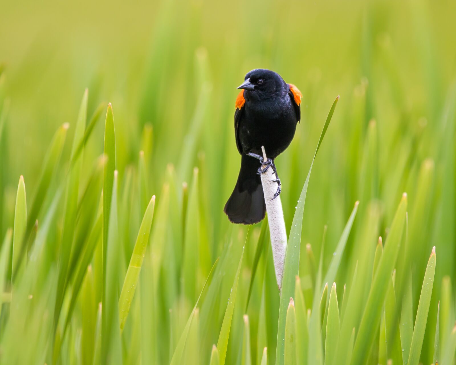 Canon EOS 7D Mark II sample photo. Red wing blackbird, bird photography