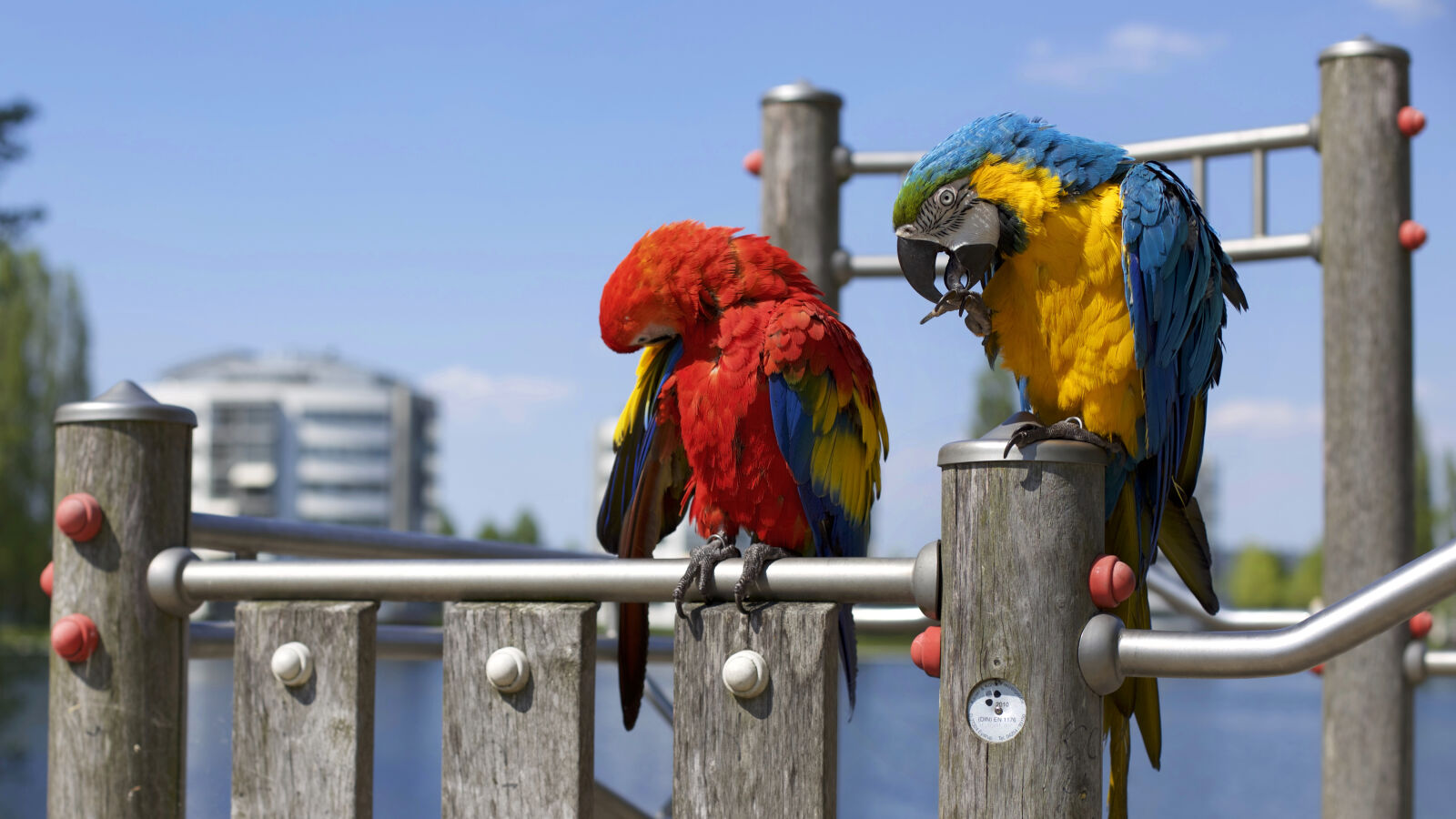 Canon EOS 6D + Canon EF 50mm F1.4 USM sample photo. Red, blue, animals, colourful photography
