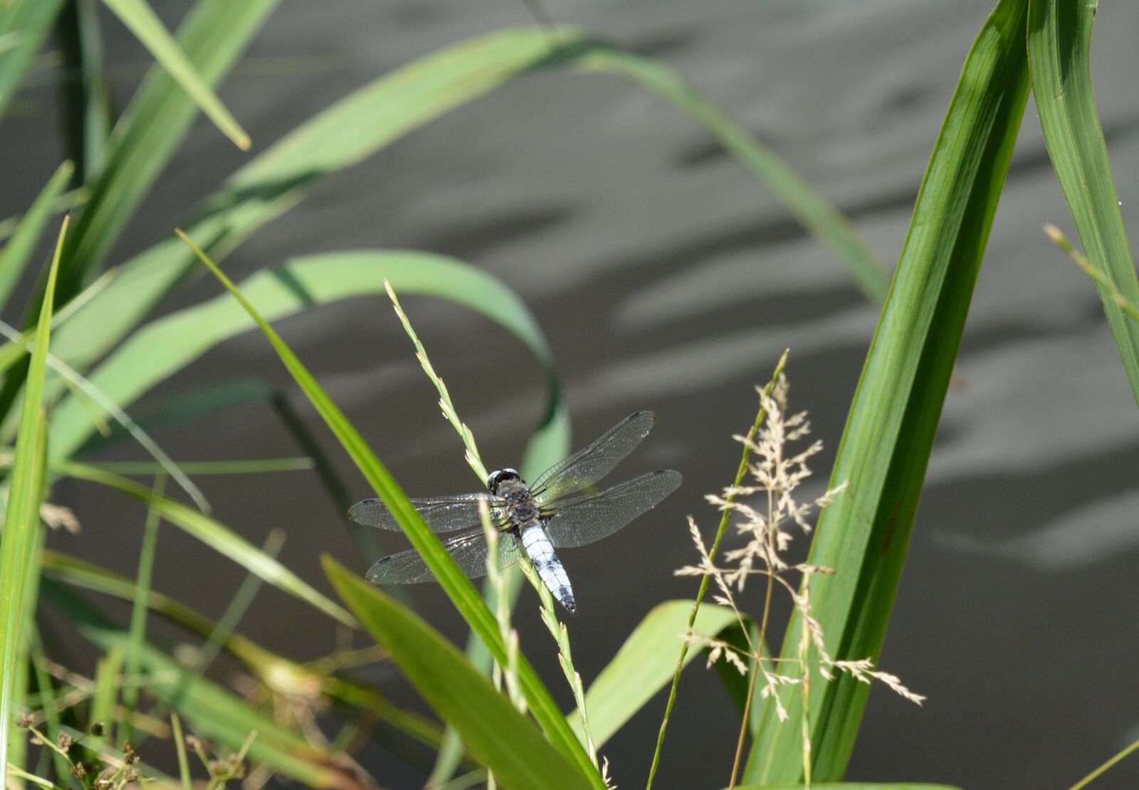 Nikon D7100 sample photo. Dragonfly, water, insect photography