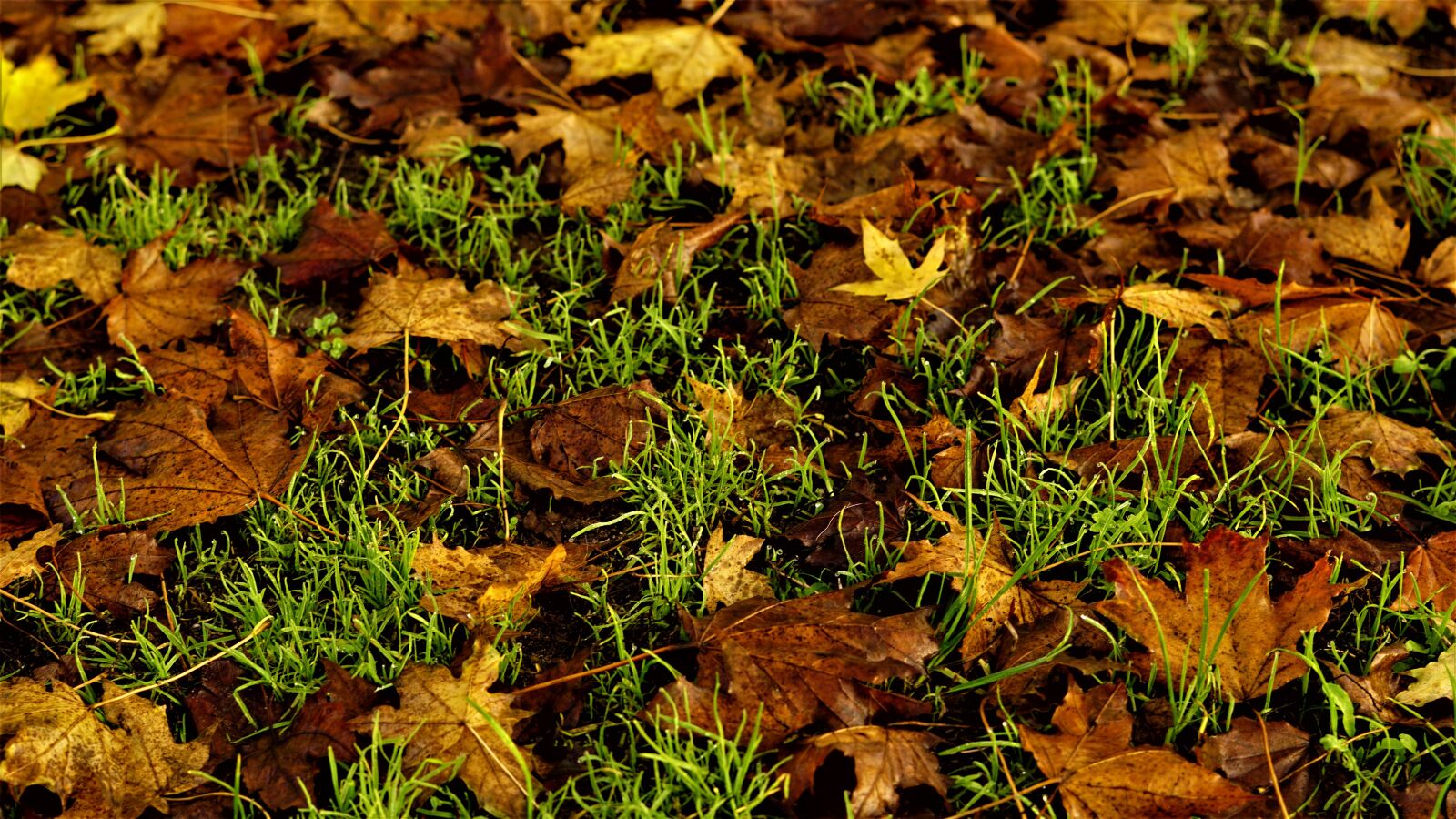 Sony a6000 sample photo. Autumn, background, leaves photography