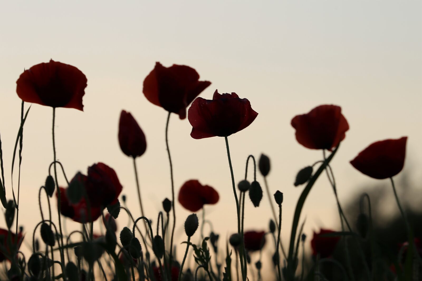 Canon EF 70-300 F4-5.6 IS II USM sample photo. Red poppys, blooming, evening photography