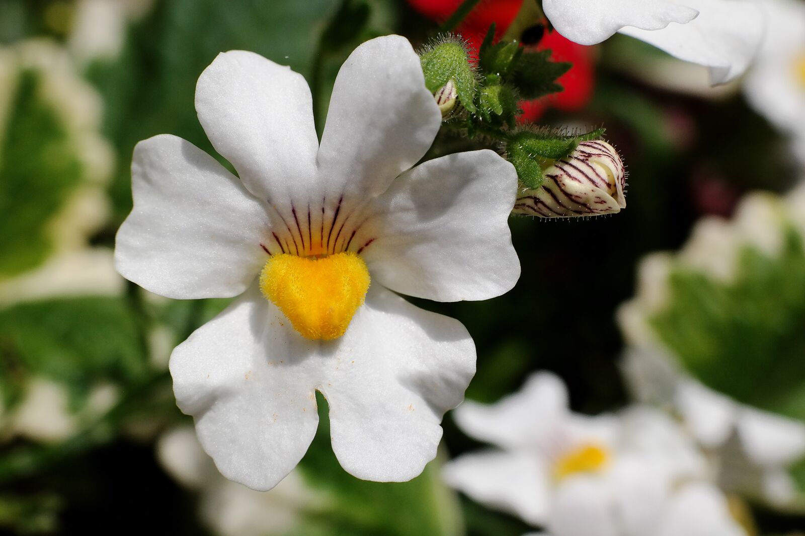 Samsung NX300M sample photo. Elf mirror, balcony plant photography