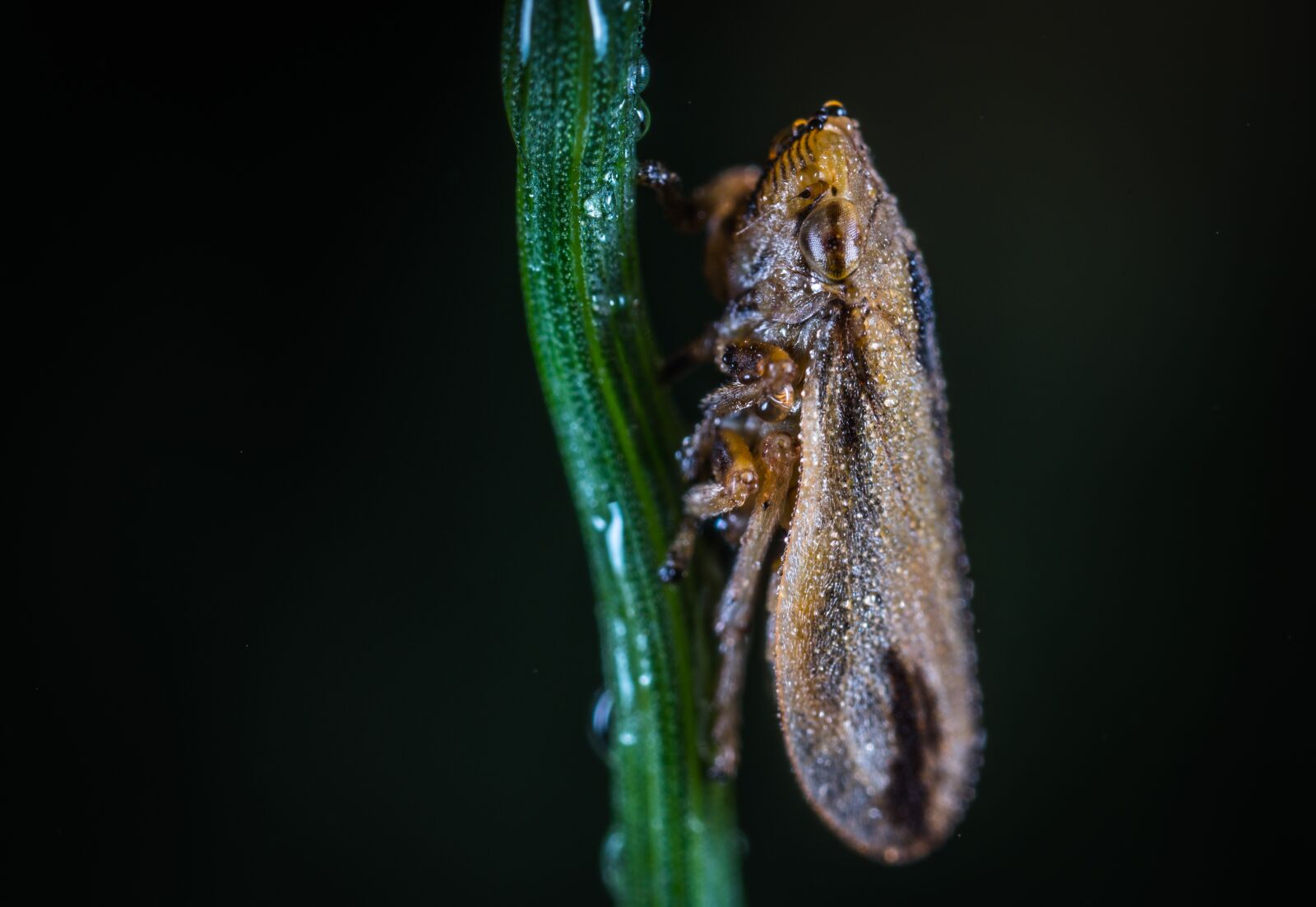 #124 65/2.8 sample photo. Insect, bespozvonochnoe, no one photography