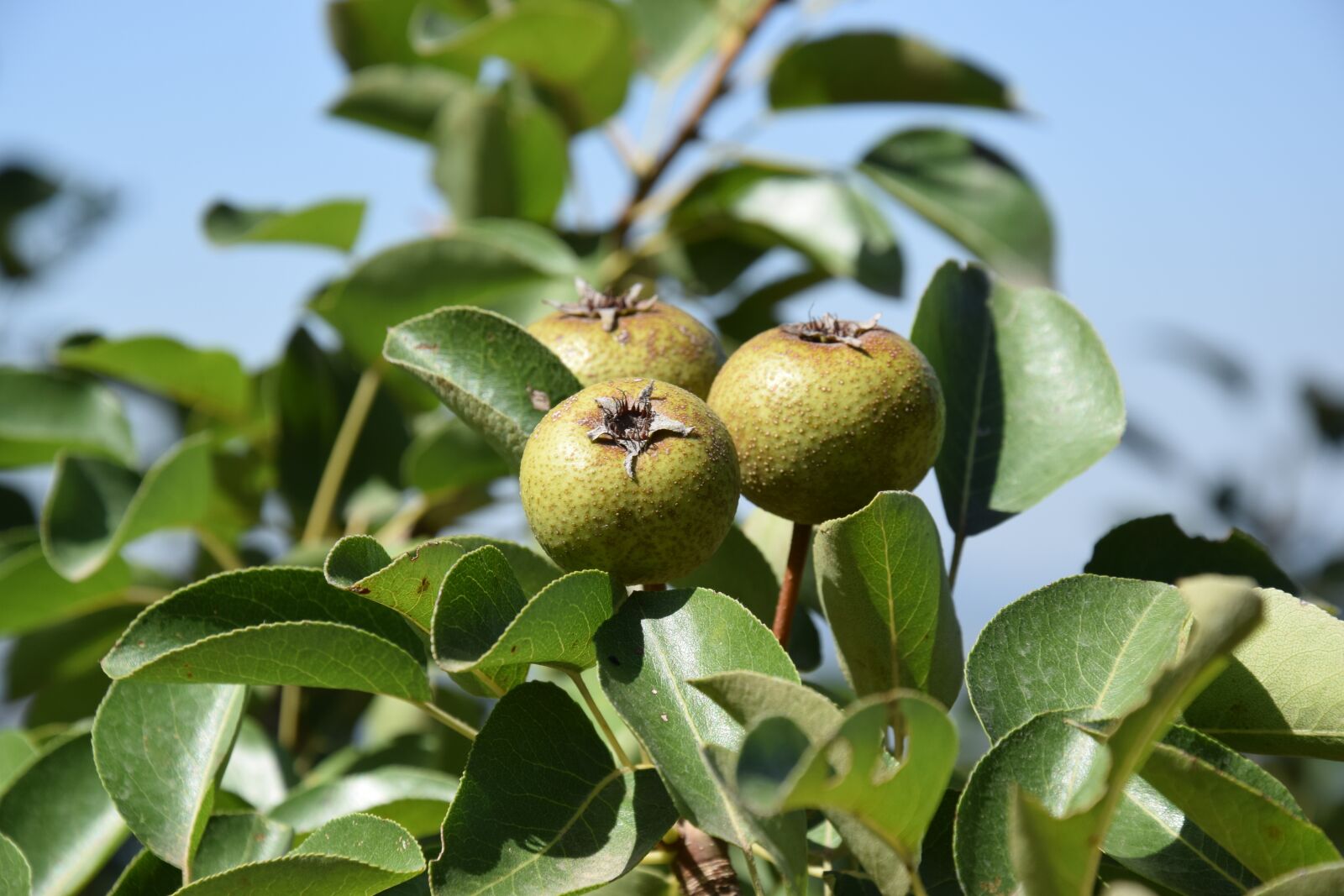 Nikon D5300 sample photo. Pera, fruit, wild photography