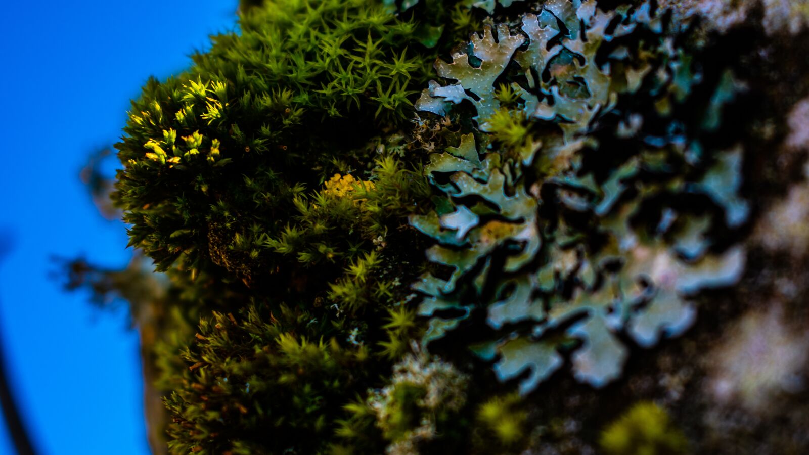 Nikon D3400 sample photo. Tree, green, nature photography