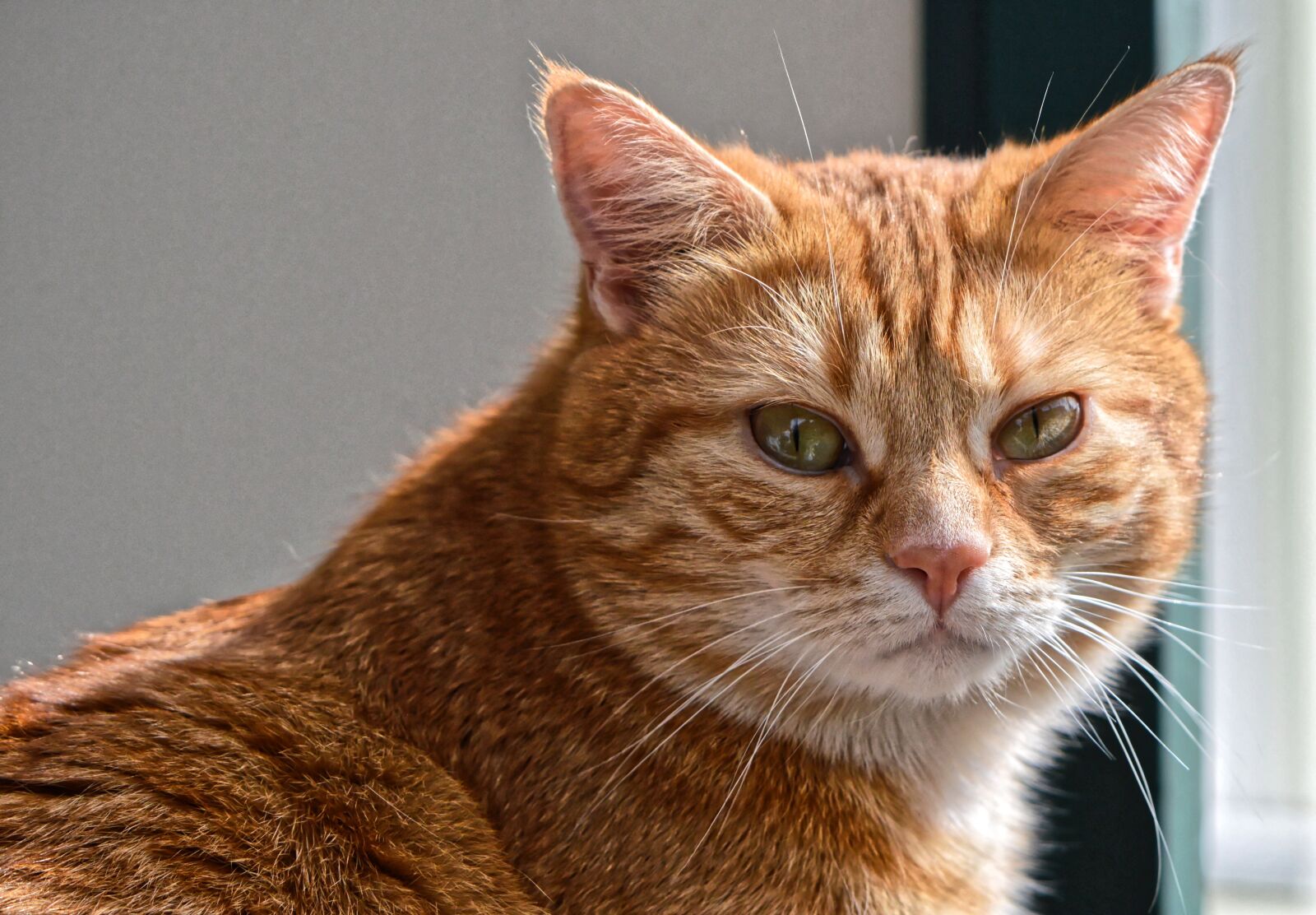 Nikon D3200 sample photo. Cat, red, cute photography