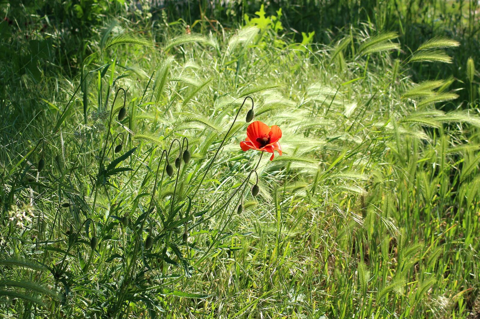 Canon EOS 1200D (EOS Rebel T5 / EOS Kiss X70 / EOS Hi) sample photo. Poppy, flower field, lonely photography
