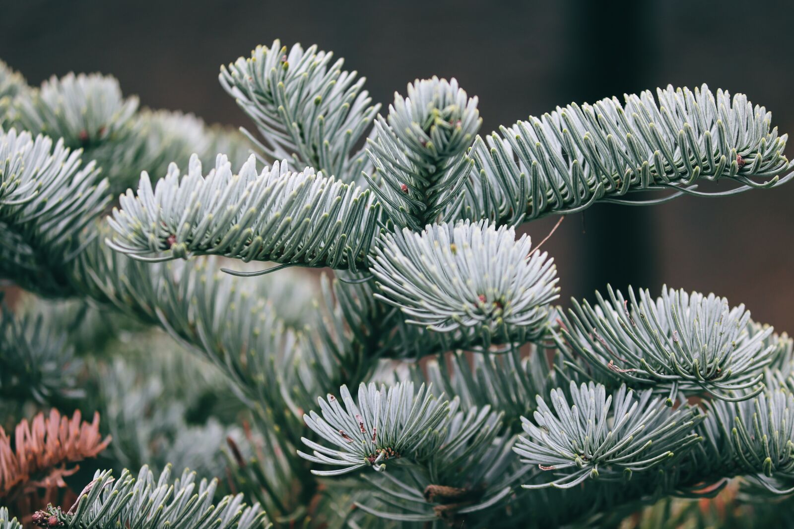 Canon EOS 200D (EOS Rebel SL2 / EOS Kiss X9) sample photo. Pine needles, fir tree photography