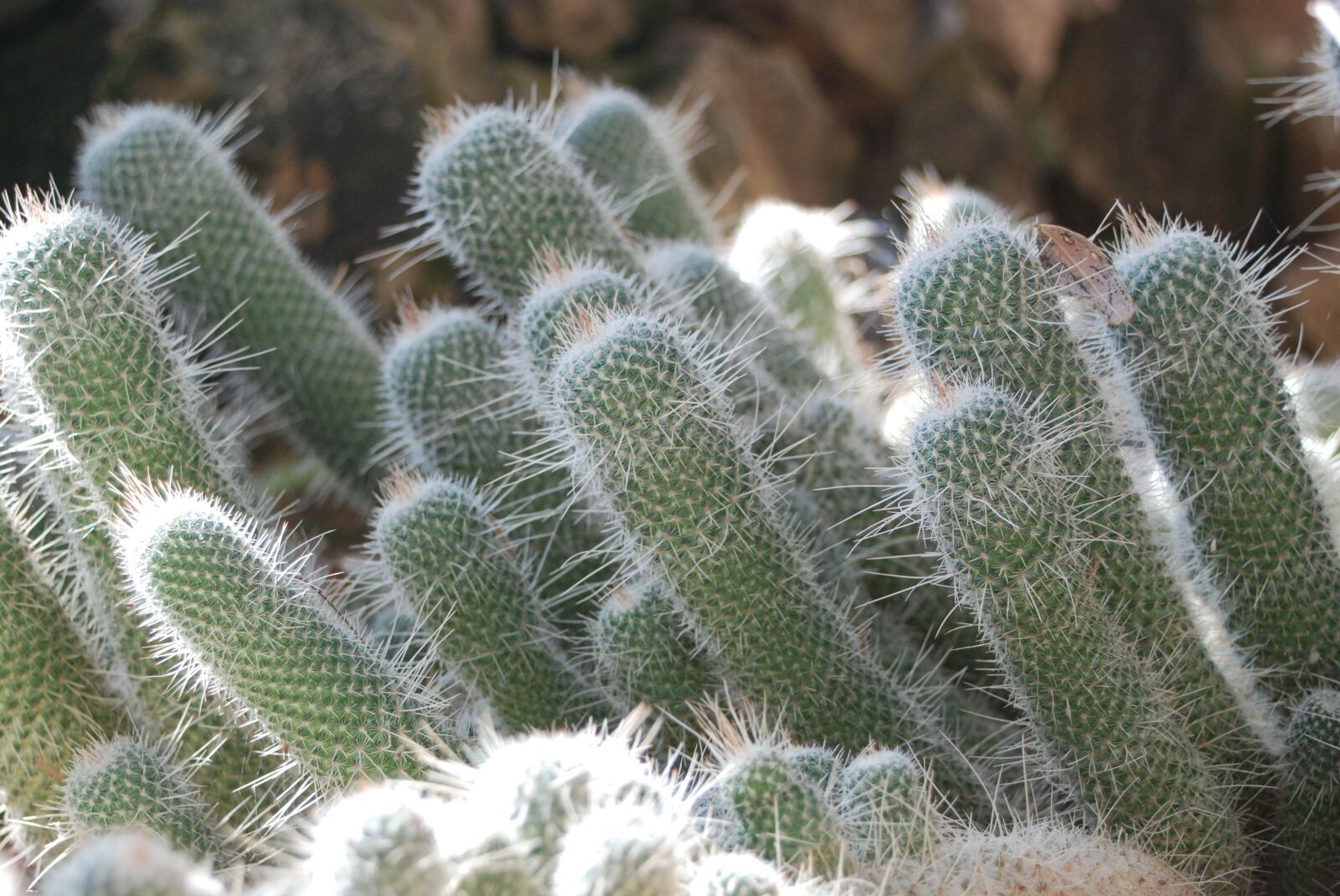 Nikon D80 sample photo. Cactus, desert, nature photography