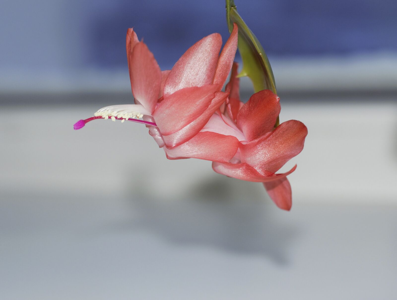 Nikon D3300 sample photo. Flower room, zigokaktus, decembrist photography