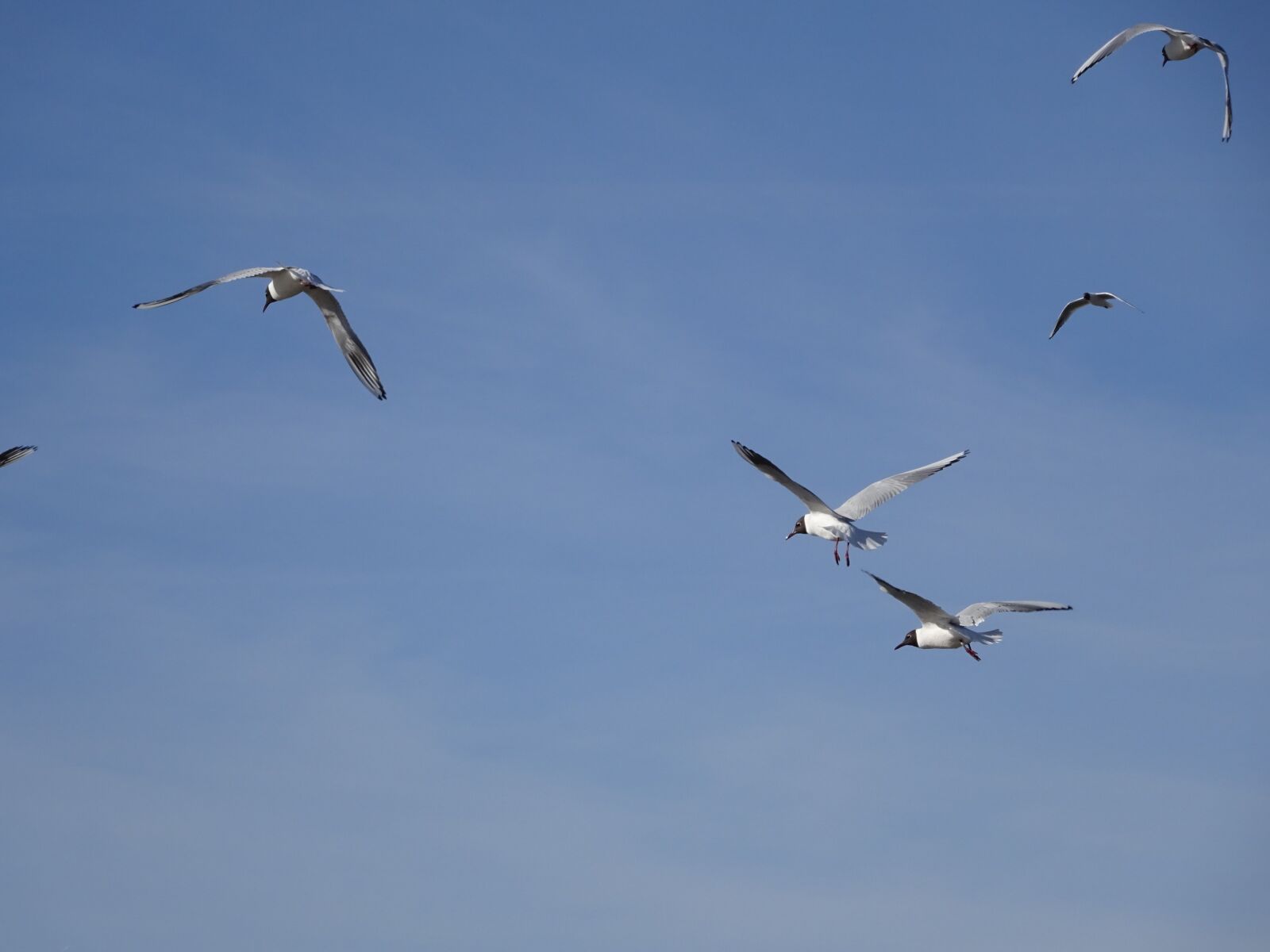 Sony Cyber-shot DSC-WX350 sample photo. North sea, waterfowl, bird photography
